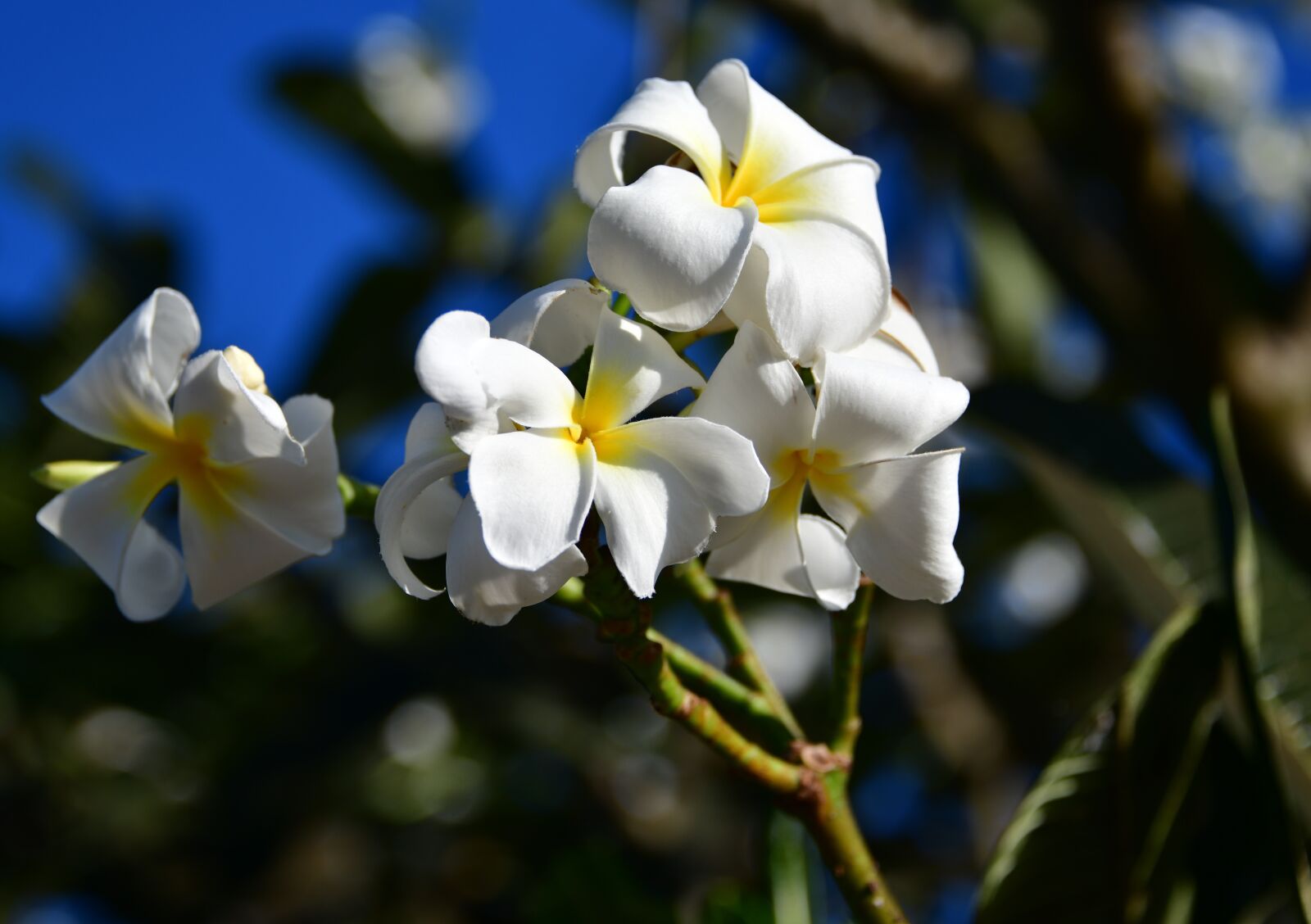 Nikon D850 sample photo. White, bali, bloom photography