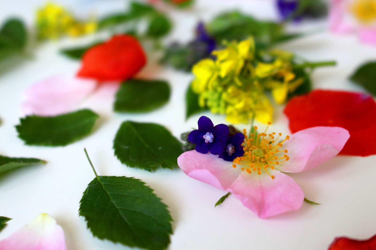 Canon EOS 700D (EOS Rebel T5i / EOS Kiss X7i) sample photo. Flowers, meadow, nature photography
