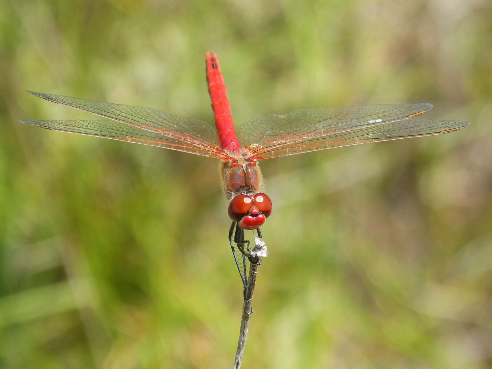 Panasonic DMC-FZ62 sample photo. Dragonfly, erythraea crocothemis, red photography