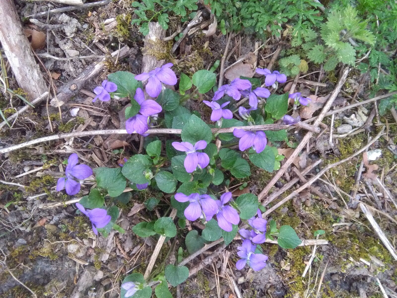 HUAWEI Y6 sample photo. Violet, plant, nature photography