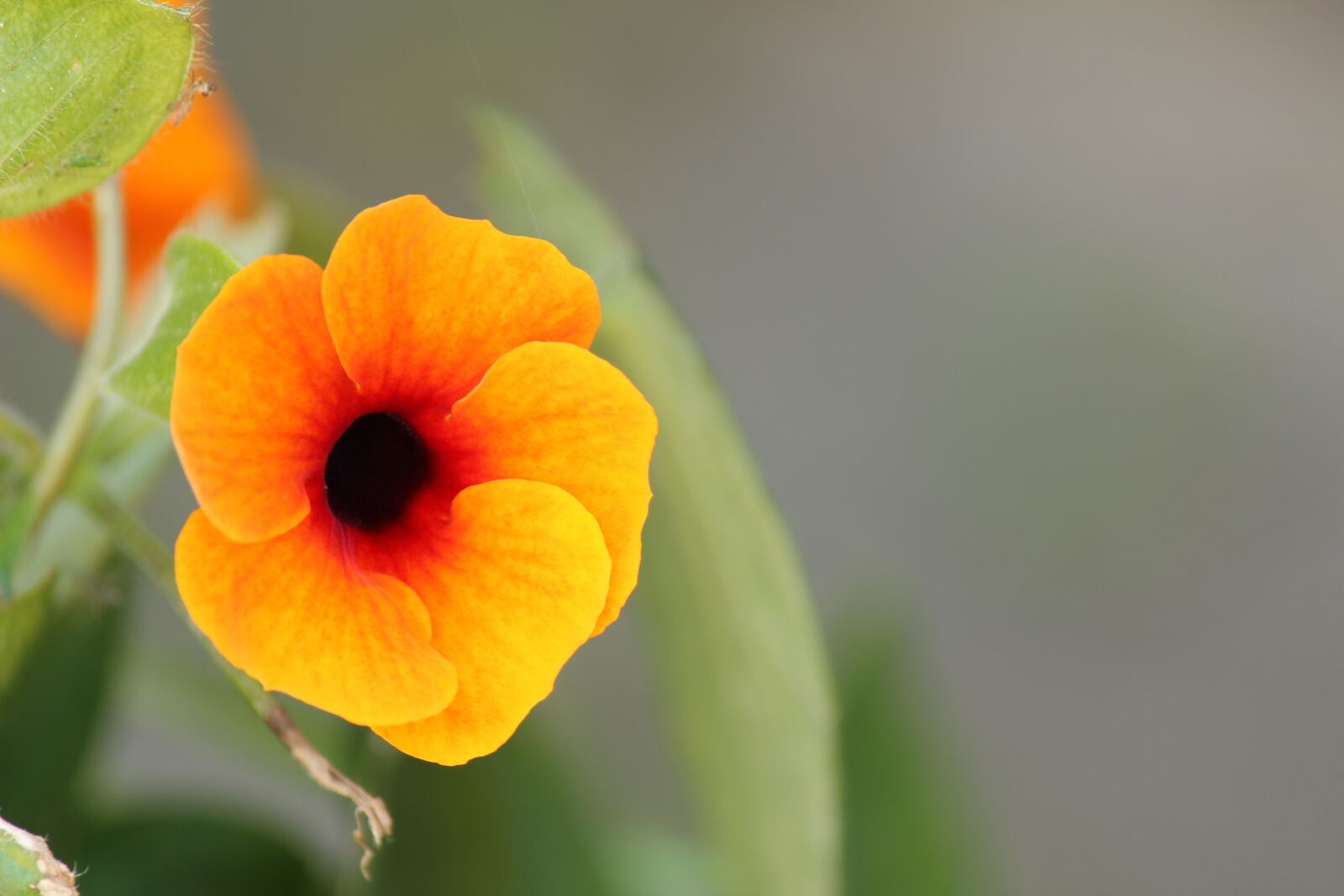 Canon EF-S 55-250mm F4-5.6 IS II sample photo. Flower, black-eyed, suzanne photography