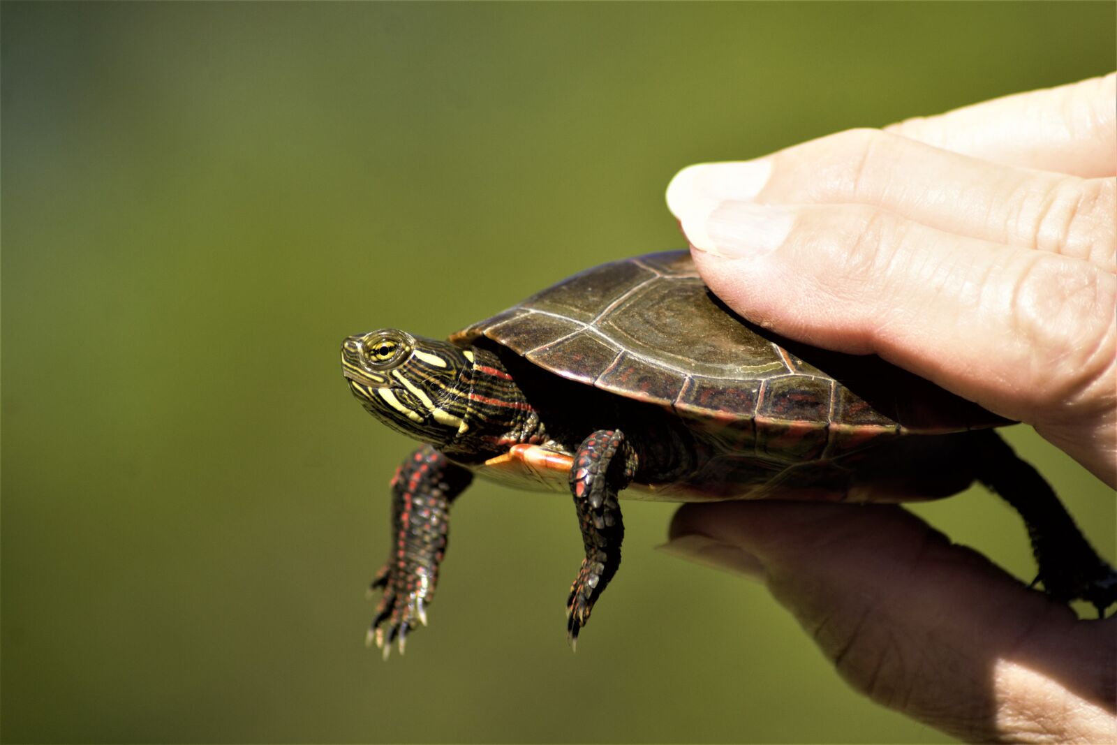 Nikon D7100 sample photo. Turtle, painted turtle, young photography