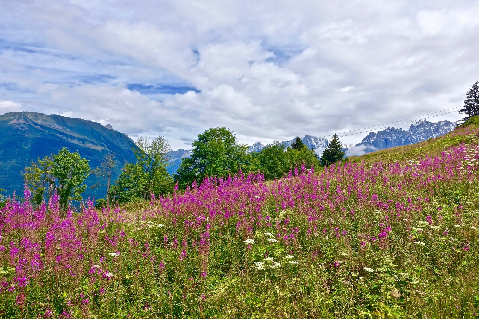 Sony Cyber-shot DSC-RX100 III sample photo. Flowers, alpine, colourful photography