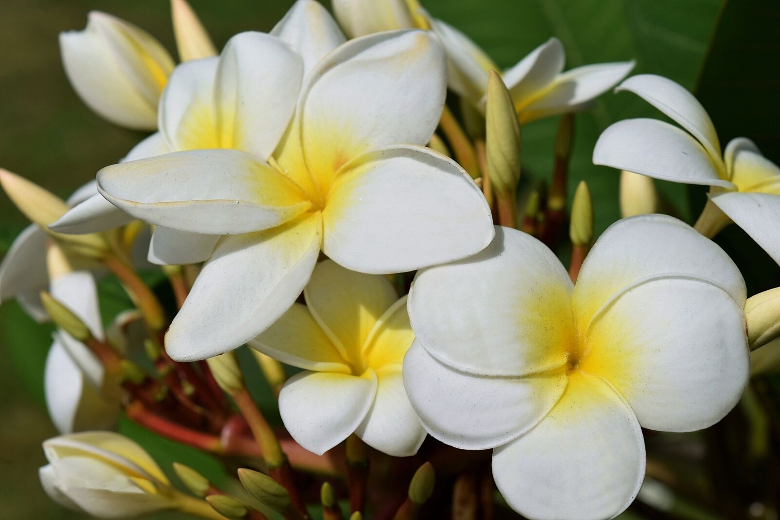Nikon D5300 sample photo. Flowers, plant, spring photography