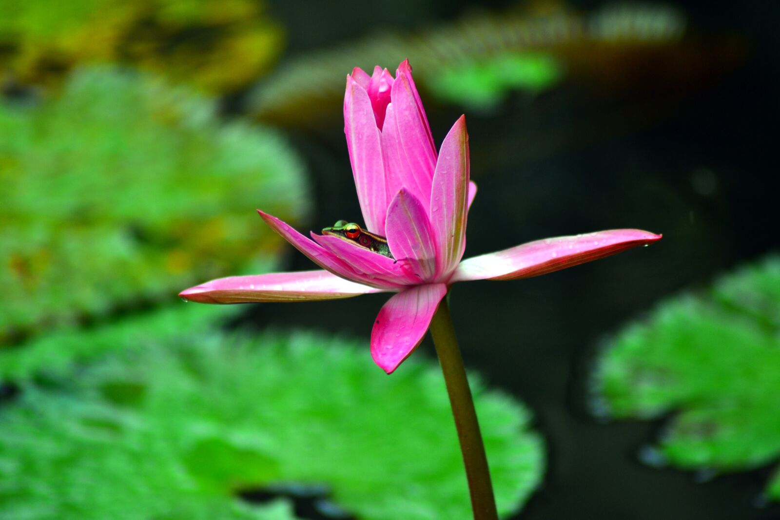 Nikon D3100 sample photo. Hiding, frog, lotus photography