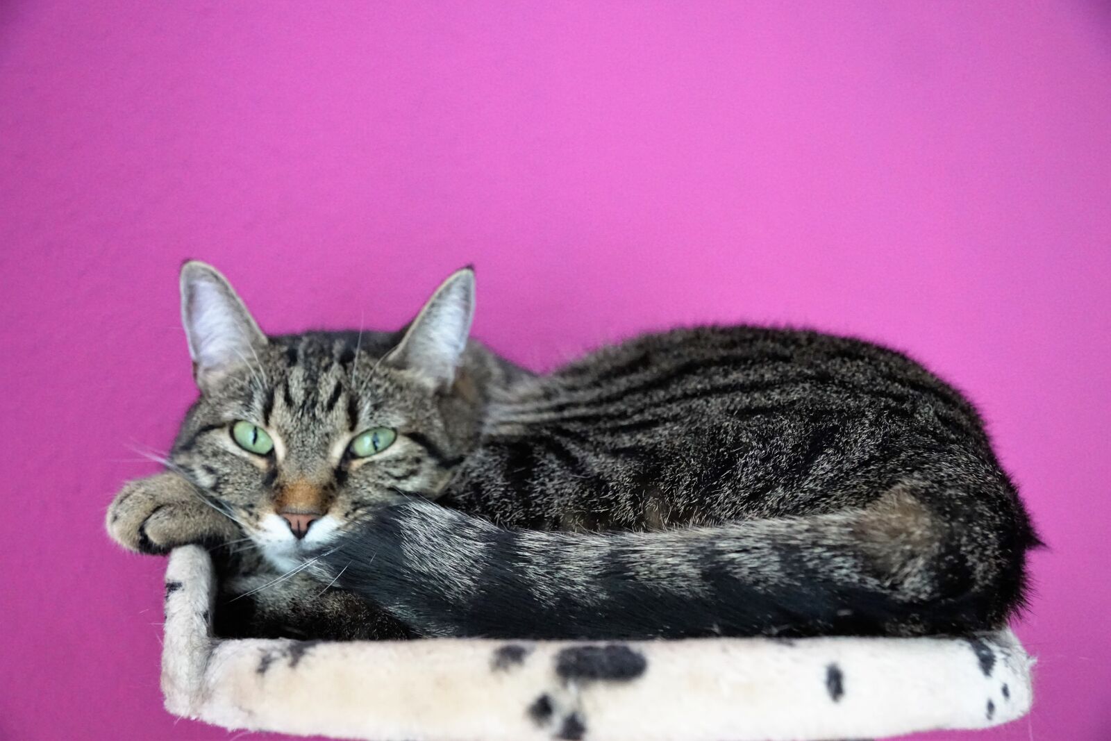 Sony ILCA-77M2 + Sony DT 16-50mm F2.8 SSM sample photo. Cat, cute, animal photography