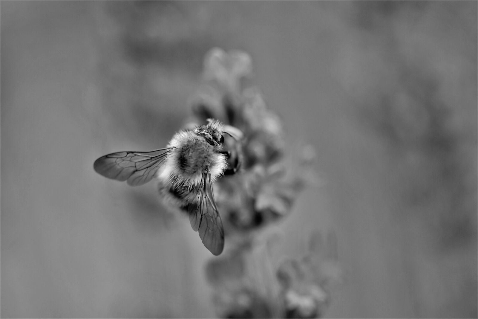 Nikon D5500 sample photo. Bee, lavender, black and photography
