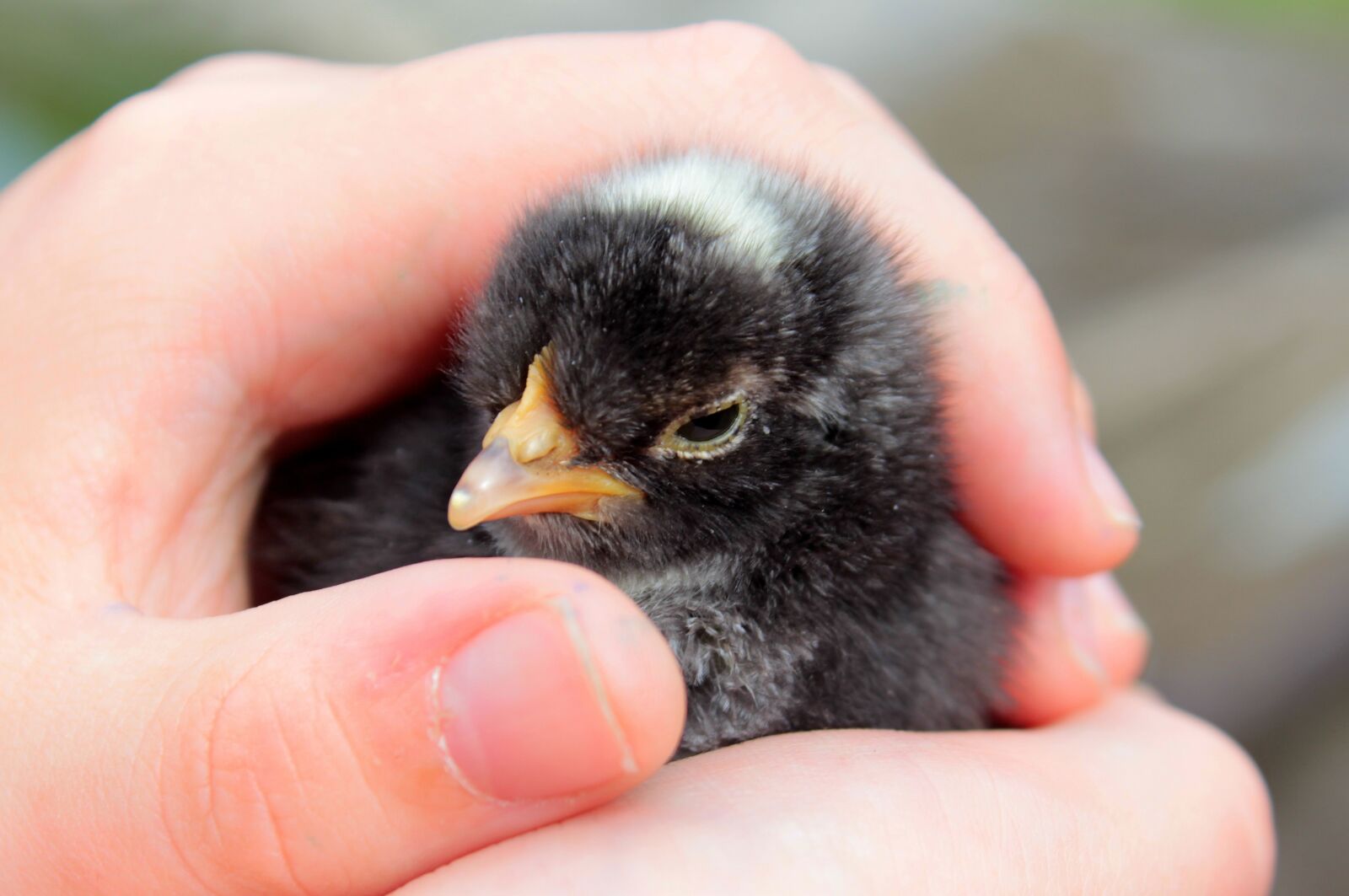 Canon EOS 650D (EOS Rebel T4i / EOS Kiss X6i) sample photo. Chicks, black, chickens chicks photography