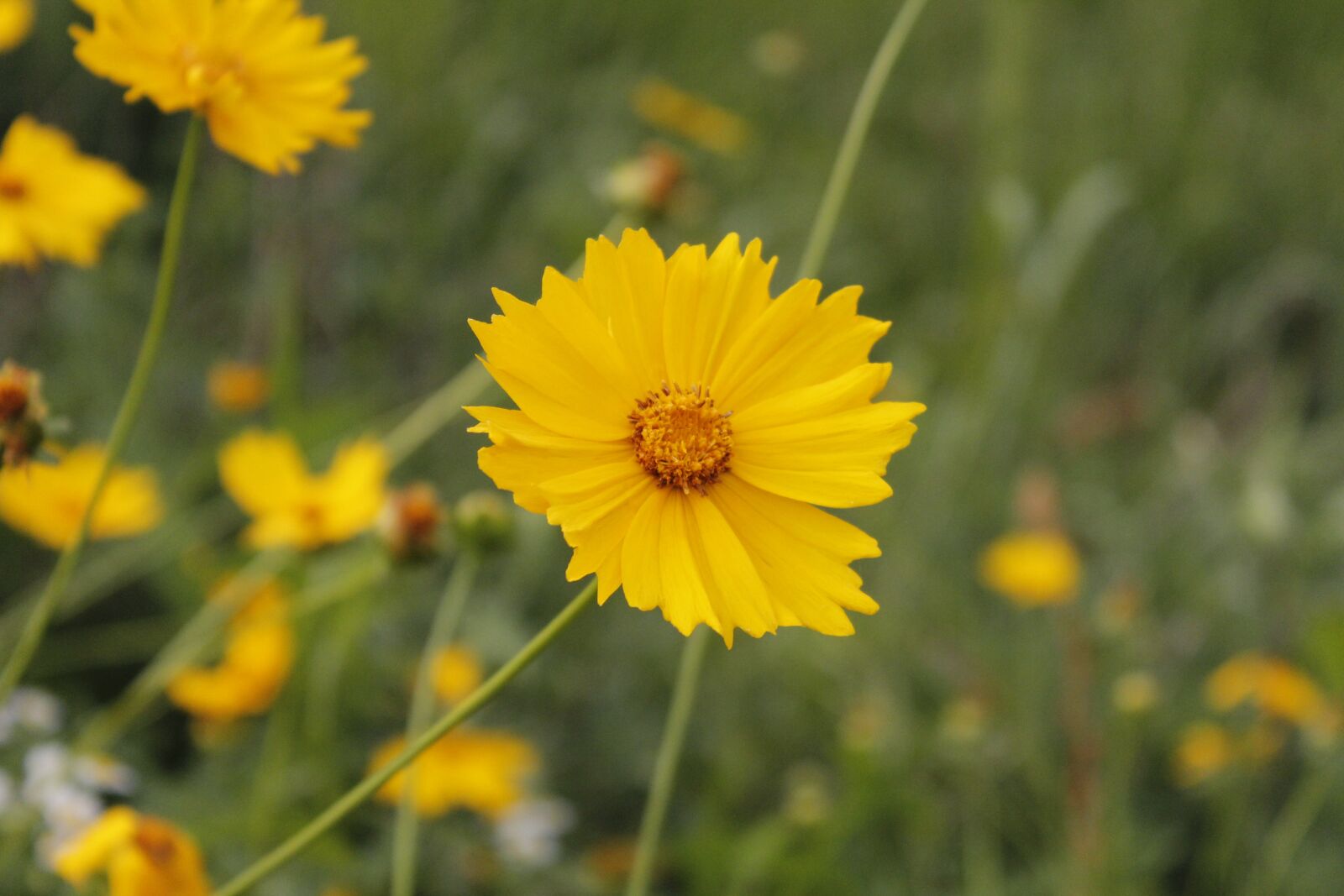 Canon EOS 600D (Rebel EOS T3i / EOS Kiss X5) sample photo. Yellow flower, flowers, plants photography