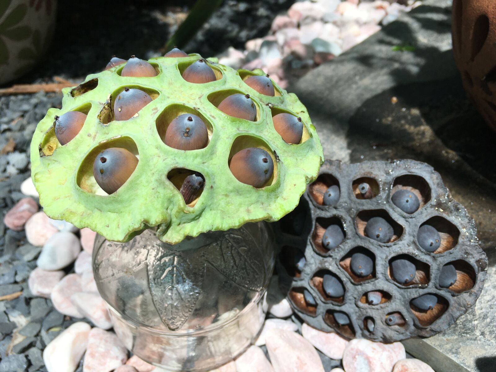 Apple iPhone SE (1st generation) sample photo. Lotus seed, green and photography