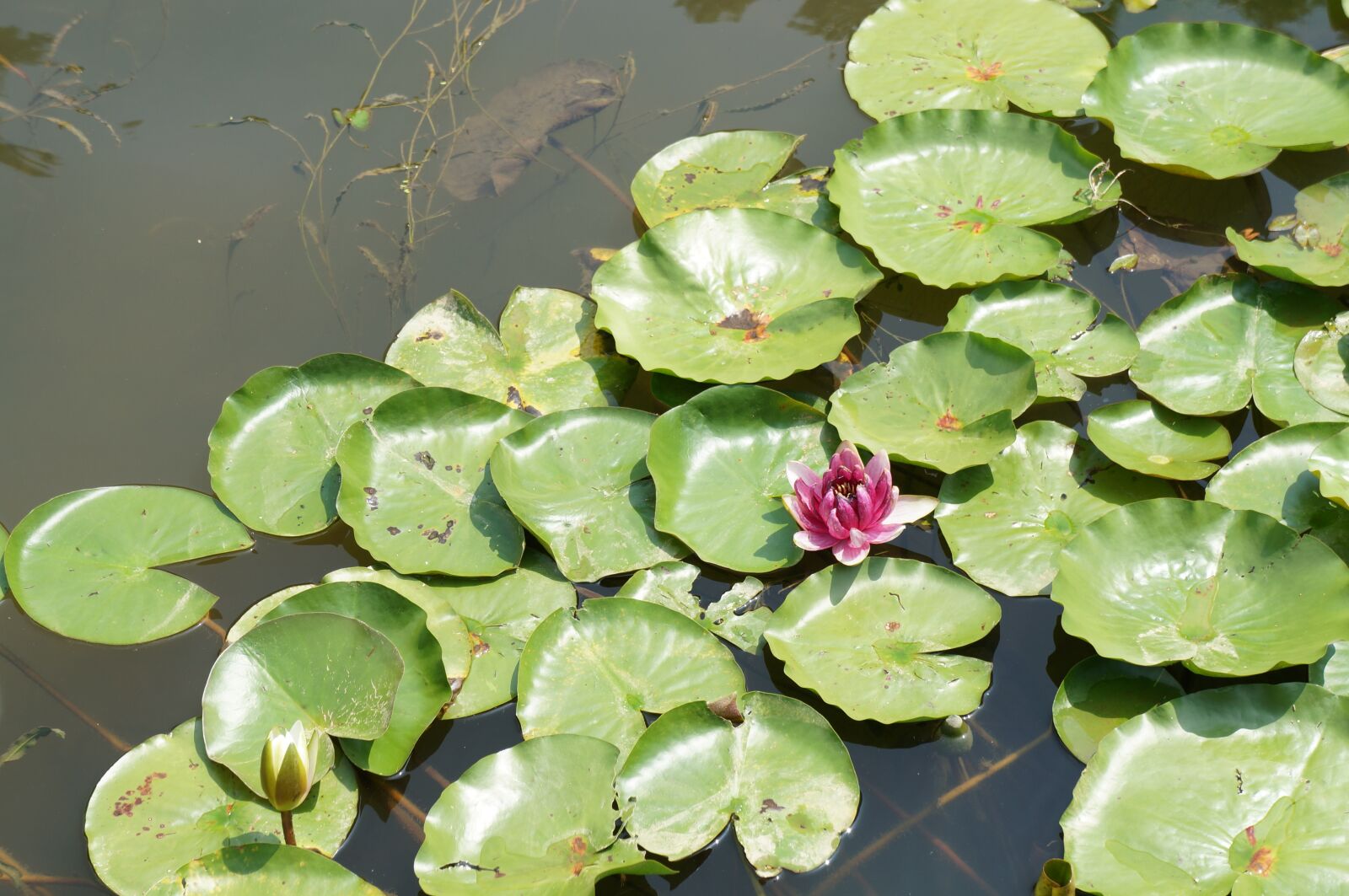 Sony Alpha NEX-5R + Sony E 18-55mm F3.5-5.6 OSS sample photo. Pond, lotus, nature photography