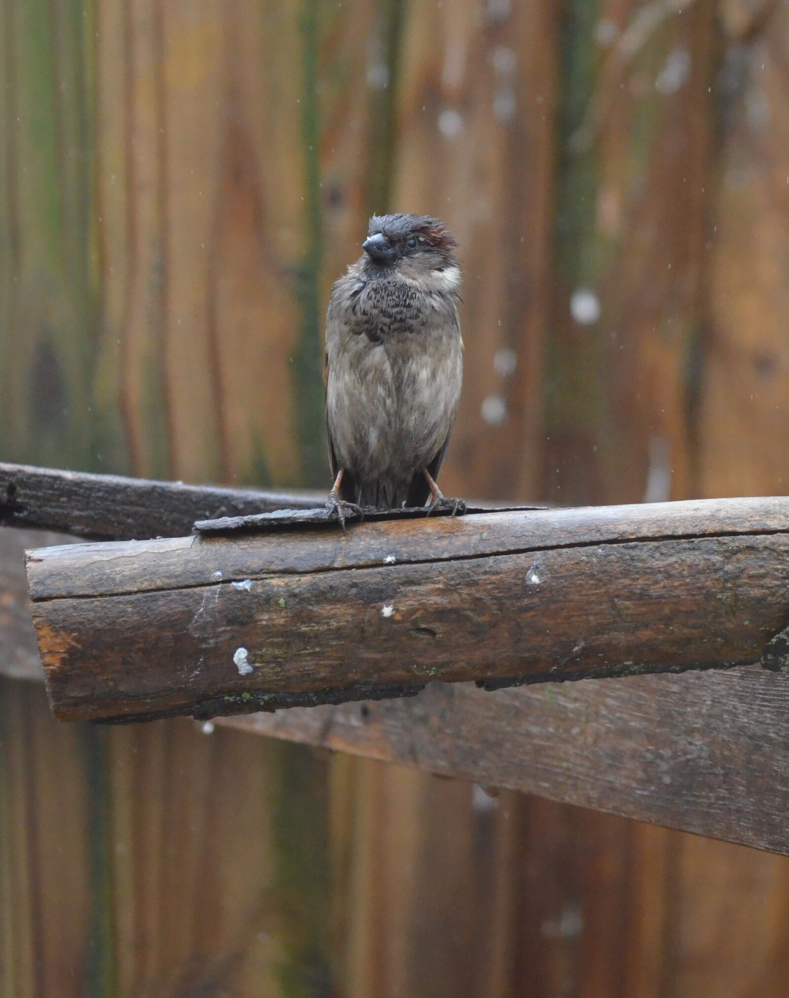 Nikon D5100 sample photo