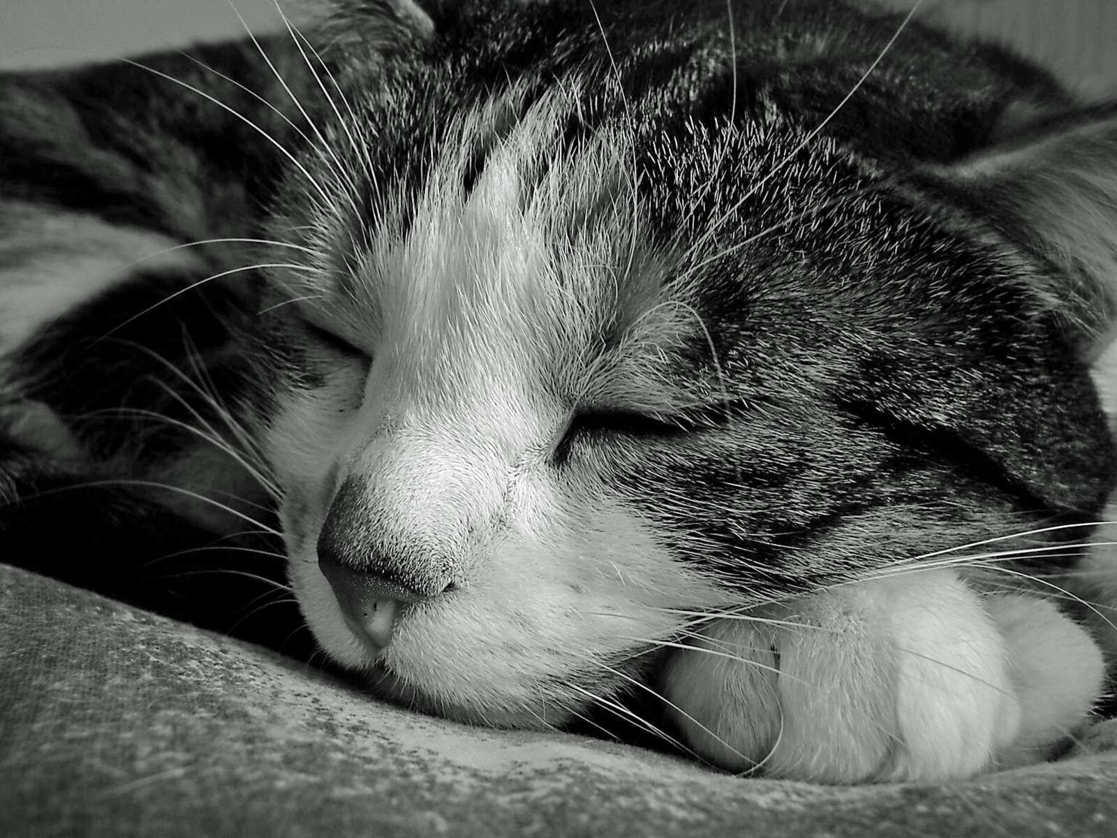 Sony DSC-H5 sample photo. Cat, sleep, sweet photography