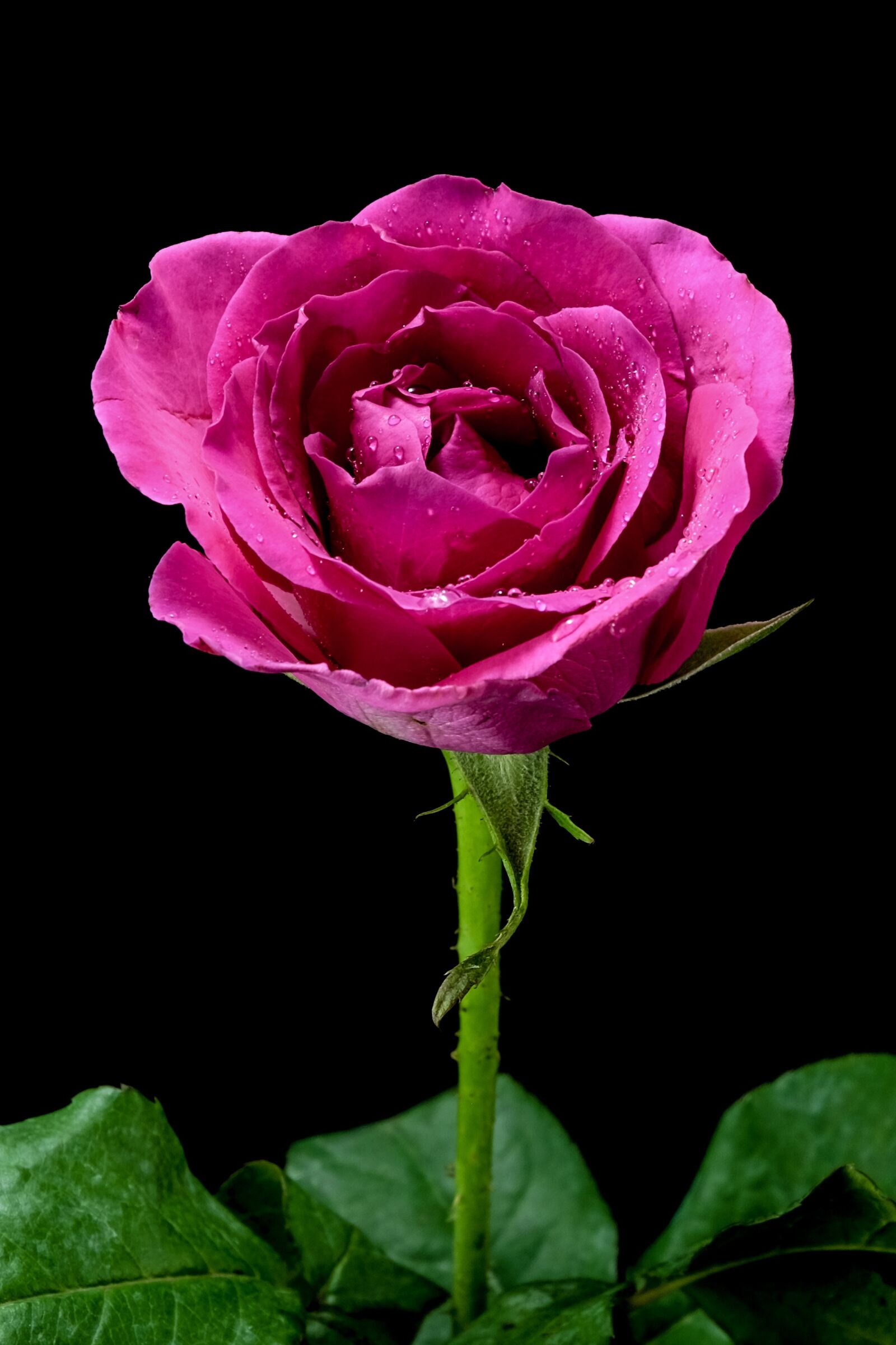 Fujifilm X-E2 sample photo. Rose, pinkrose, flowers photography