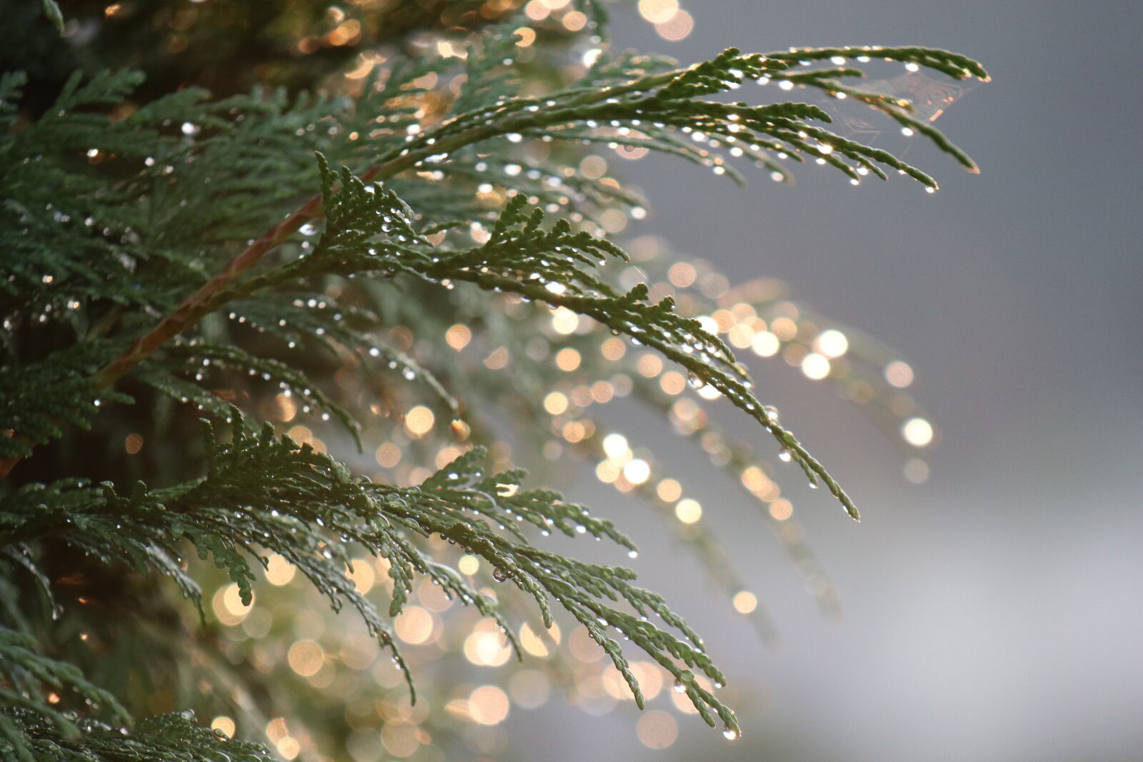 Canon EOS M6 sample photo. Thuja, summer, drops photography