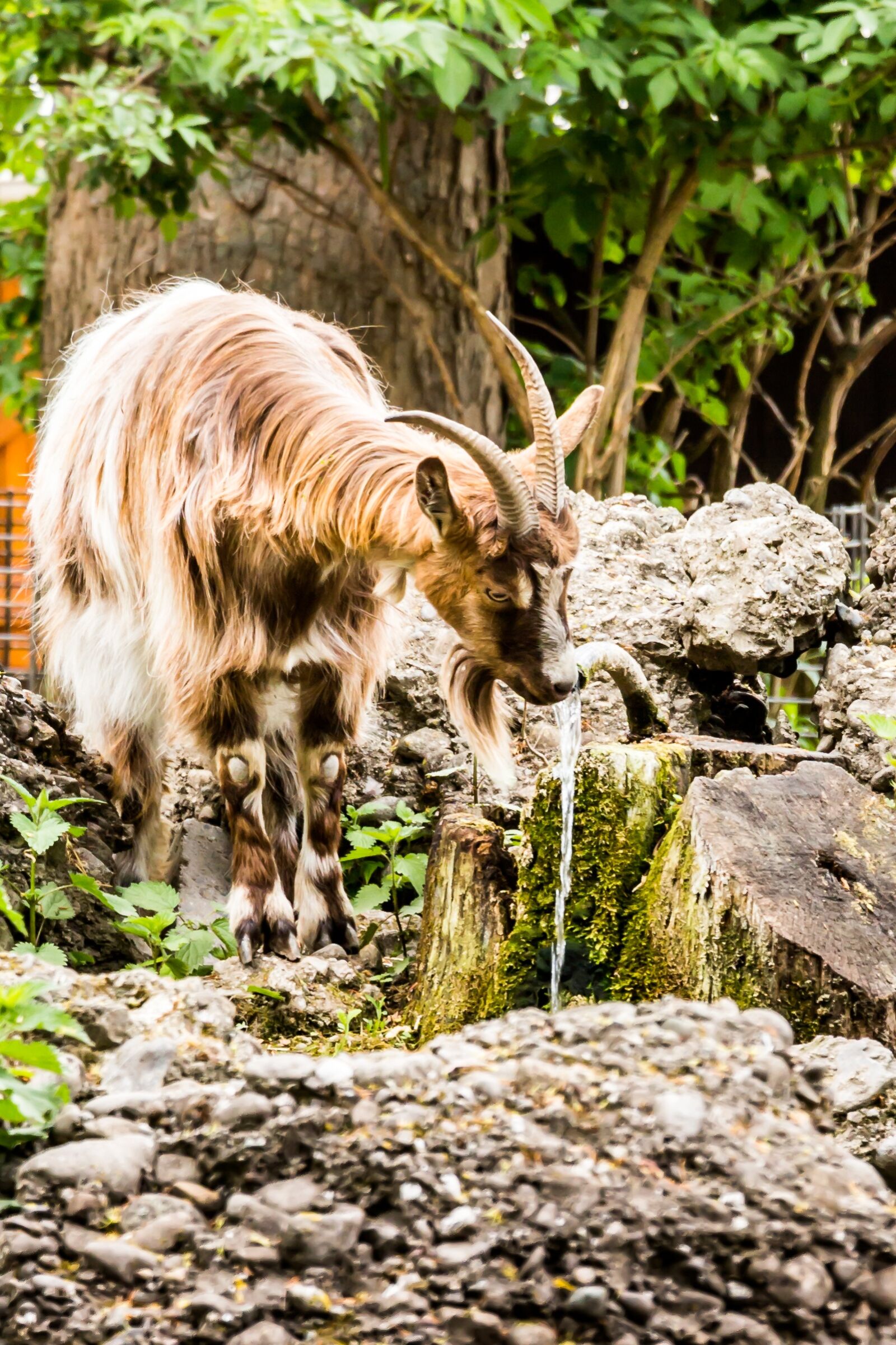 Canon EOS 700D (EOS Rebel T5i / EOS Kiss X7i) sample photo. Nature, animal, mammal photography