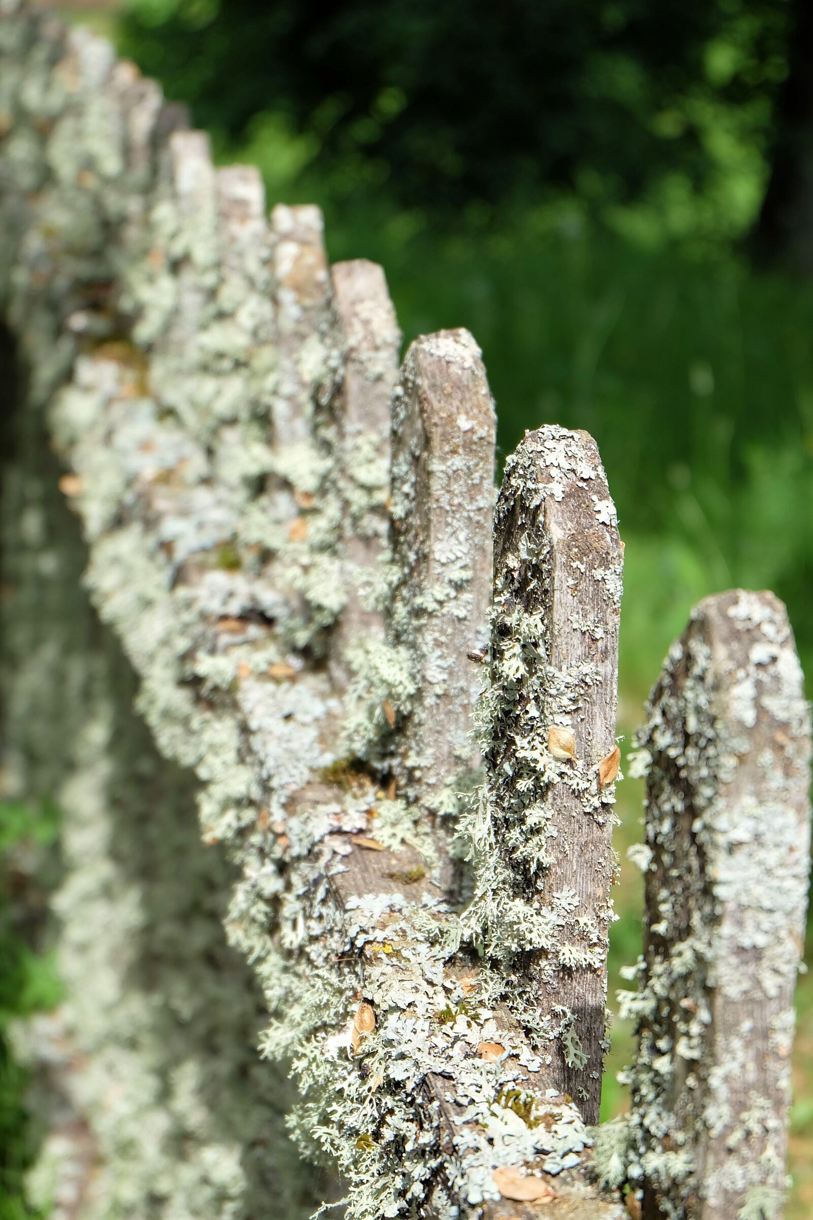 Fujifilm X-A2 + Fujifilm XC 16-50mm F3.5-5.6 OIS II sample photo. Fence, moss, lichen photography