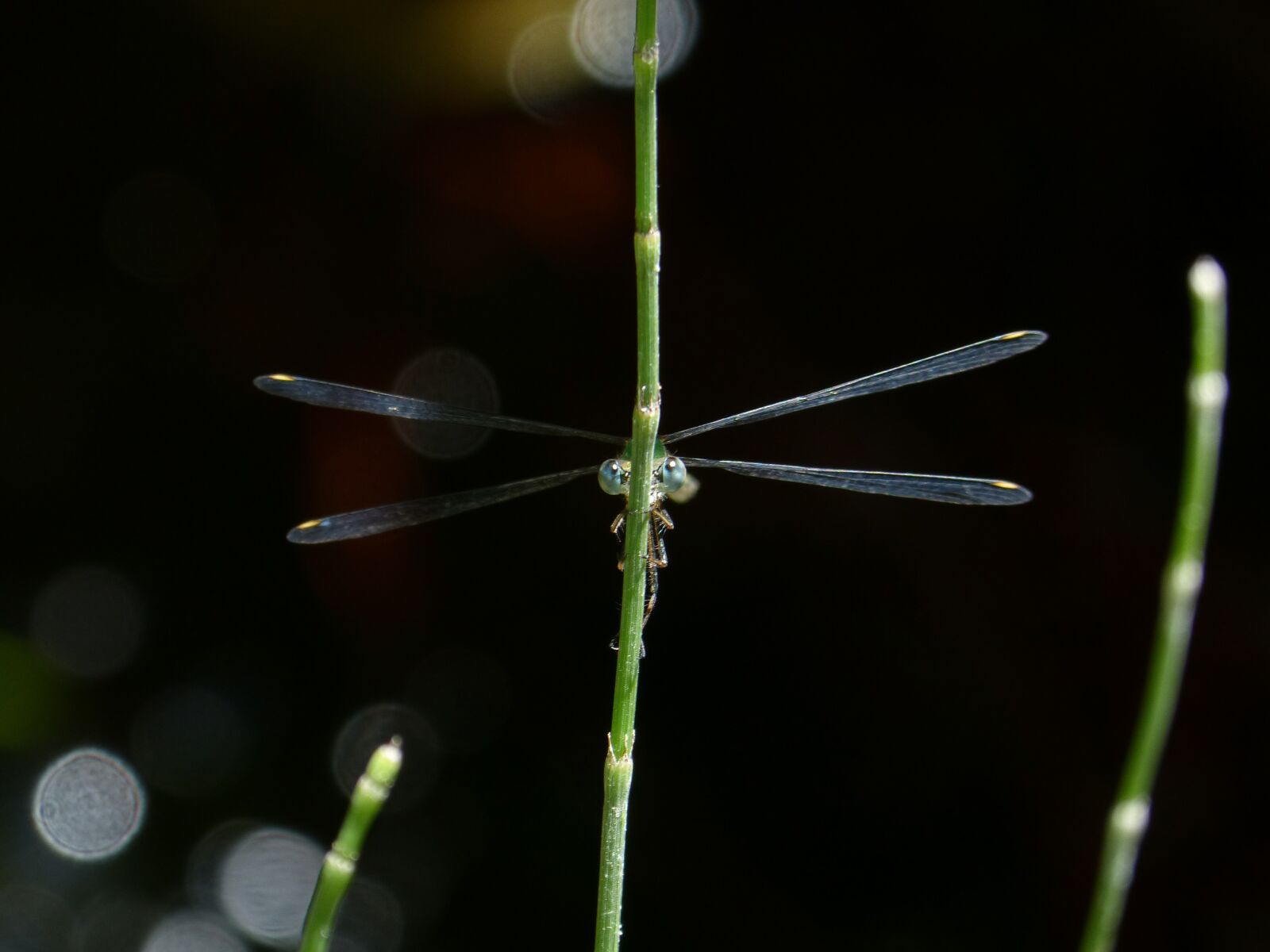 Panasonic DMC-FZ62 sample photo. Lestes viridis, green dragonfly photography