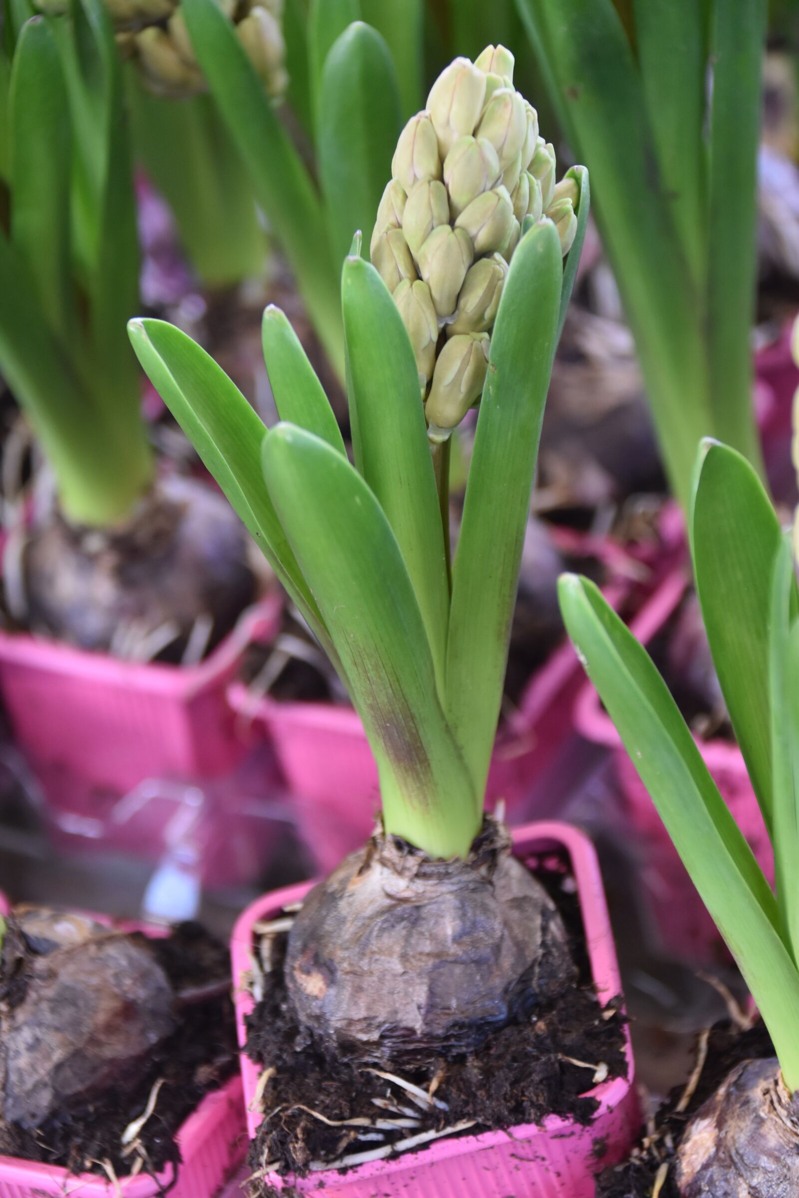 Nikon D5600 sample photo. Flower, hyacinth, hyacinth bloom photography