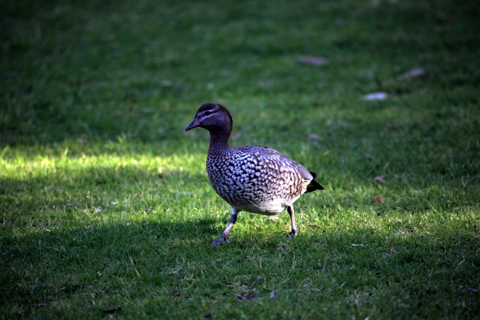 Canon EOS 5D Mark II sample photo. Bird, nature, animal photography