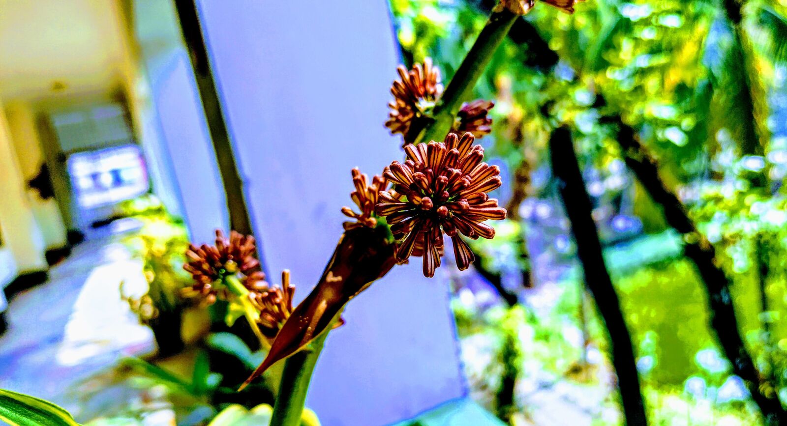 Xiaomi Mi A3 sample photo. Beautiful flower and tree photography