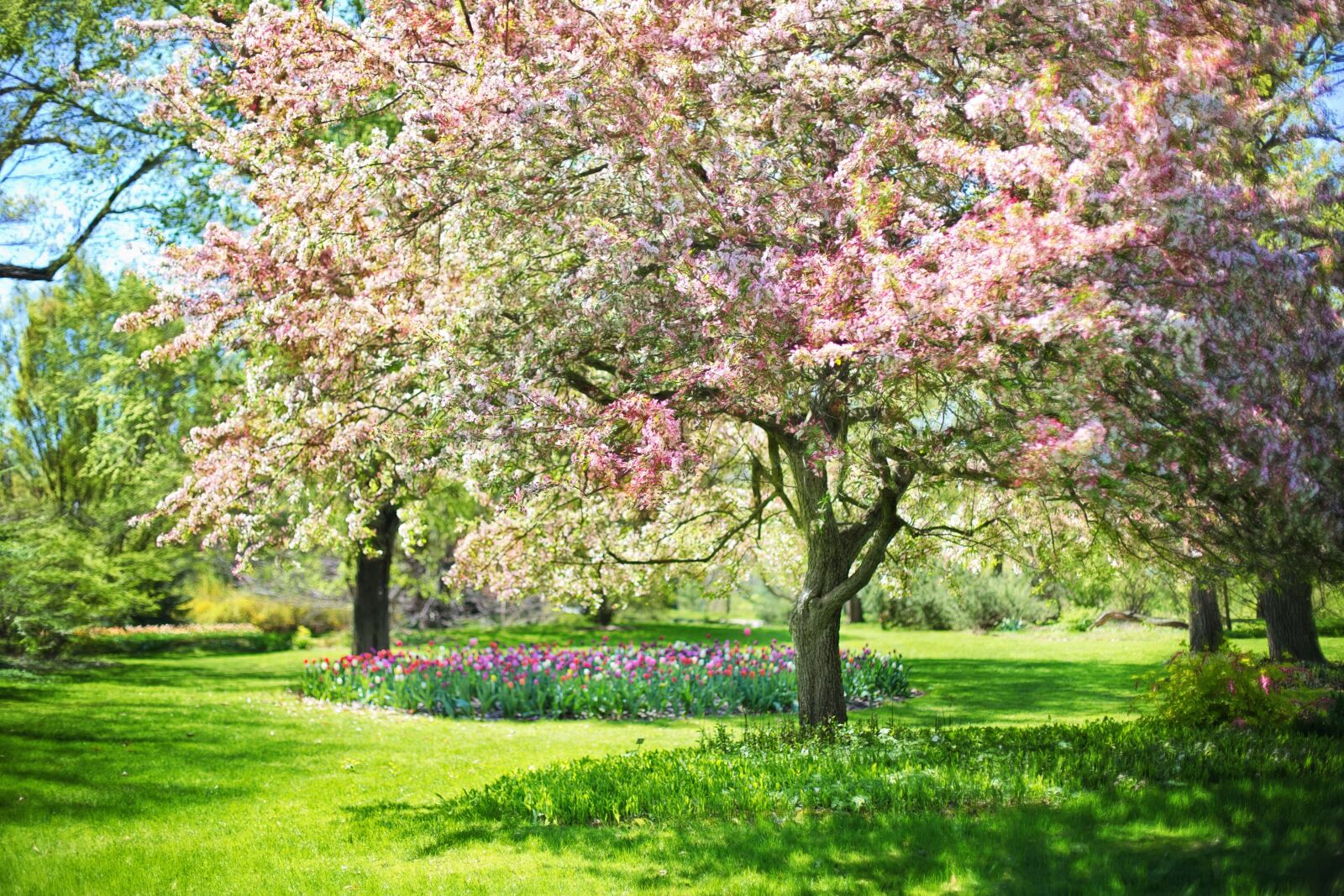 Canon EF 50mm F1.4 USM sample photo. Spring, pink flowers, pink photography