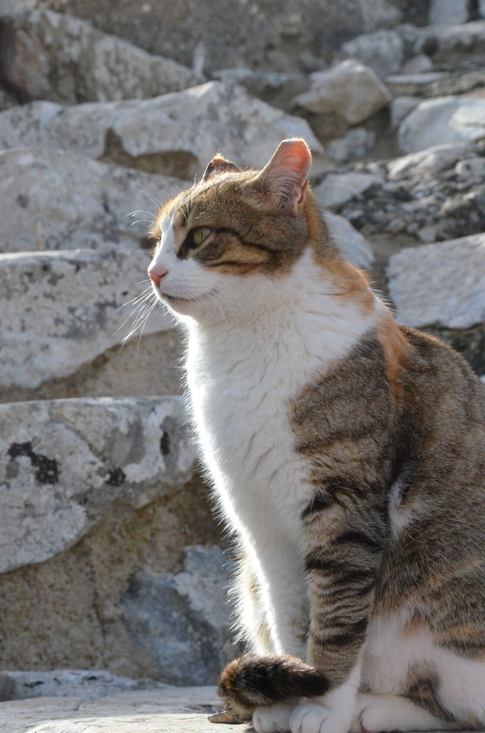 Nikon D7000 sample photo. Cat, cats, ephesus photography