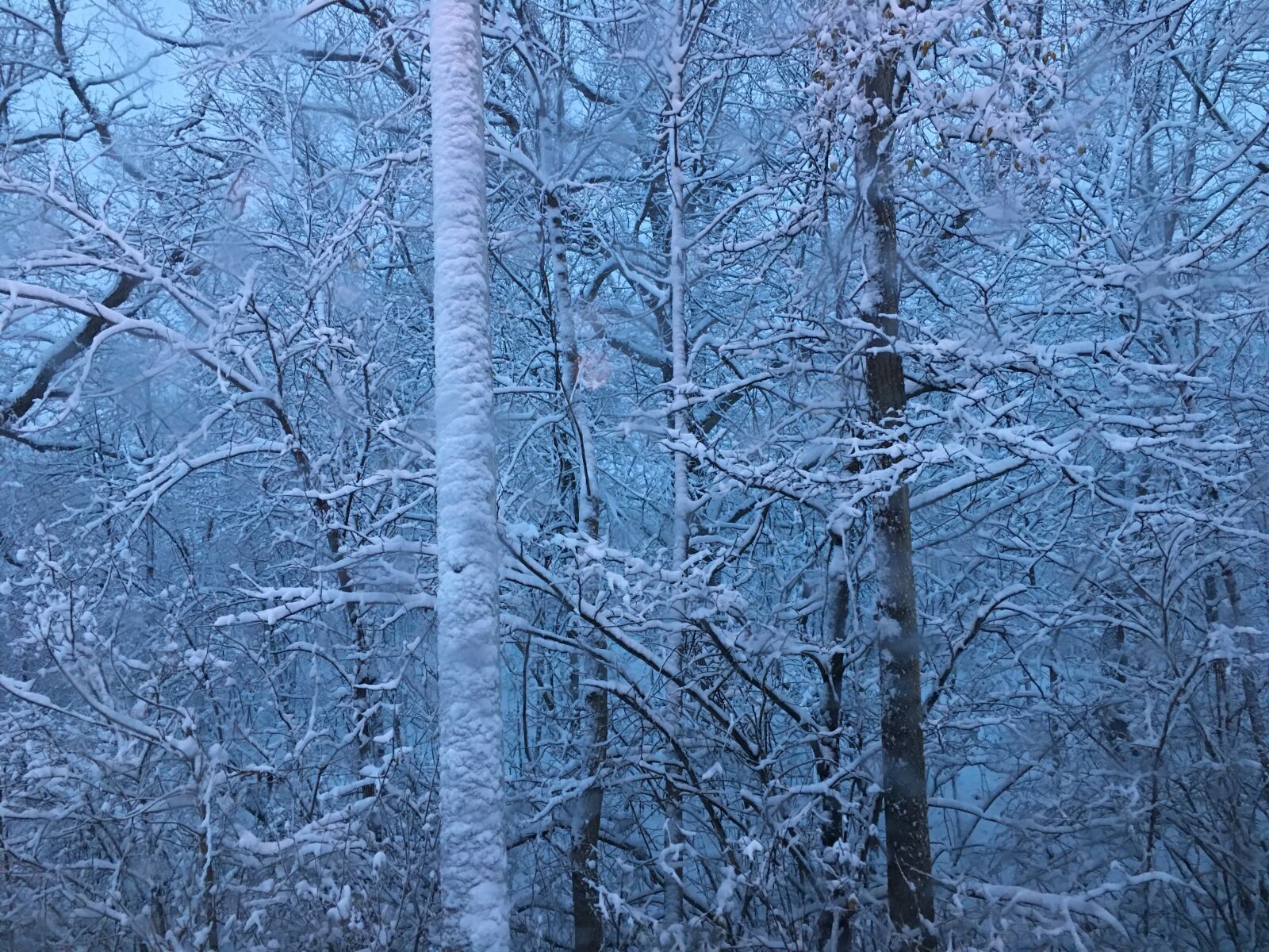 Apple iPhone 6s sample photo. Snow, trees photography