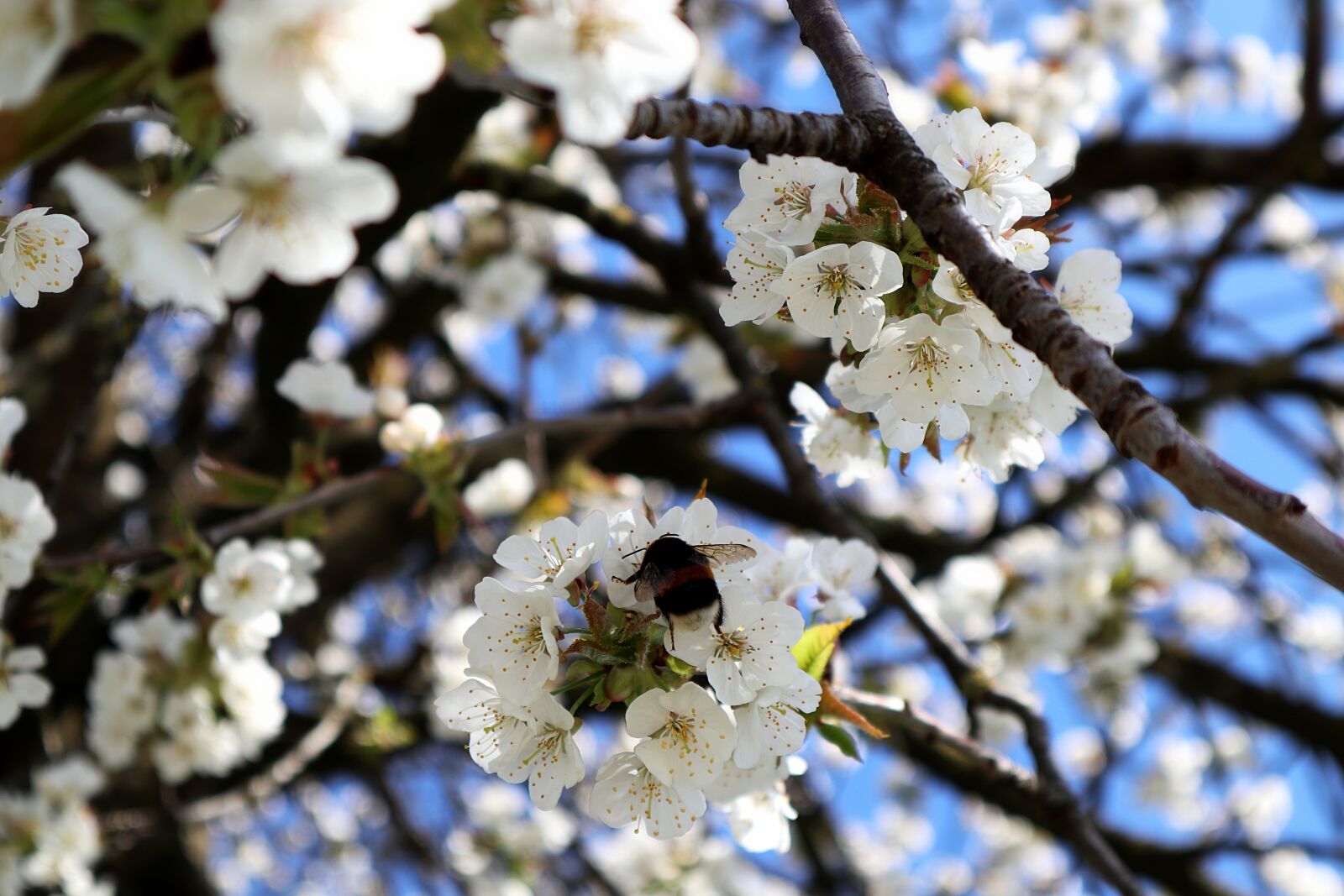 Canon EOS M100 sample photo. Hummel, apple tree flowers photography