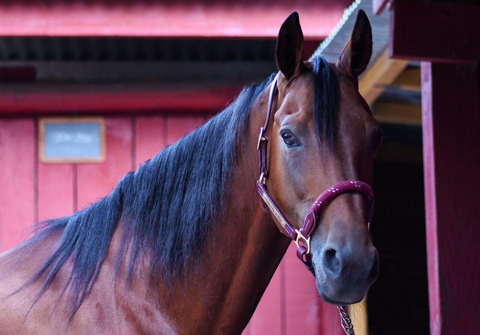 Nikon D500 + Tokina AT-X Pro 100mm F2.8 Macro sample photo. Horse, head, portrait photography