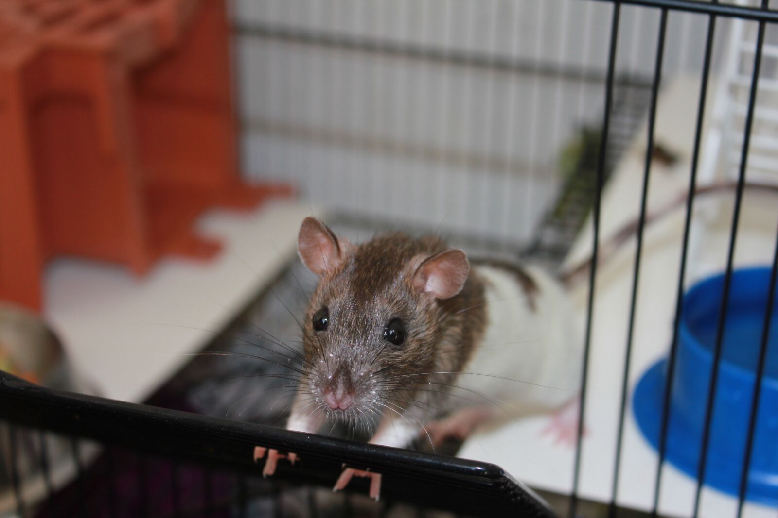 Canon EOS 550D (EOS Rebel T2i / EOS Kiss X4) sample photo. Rat, cage, pet photography