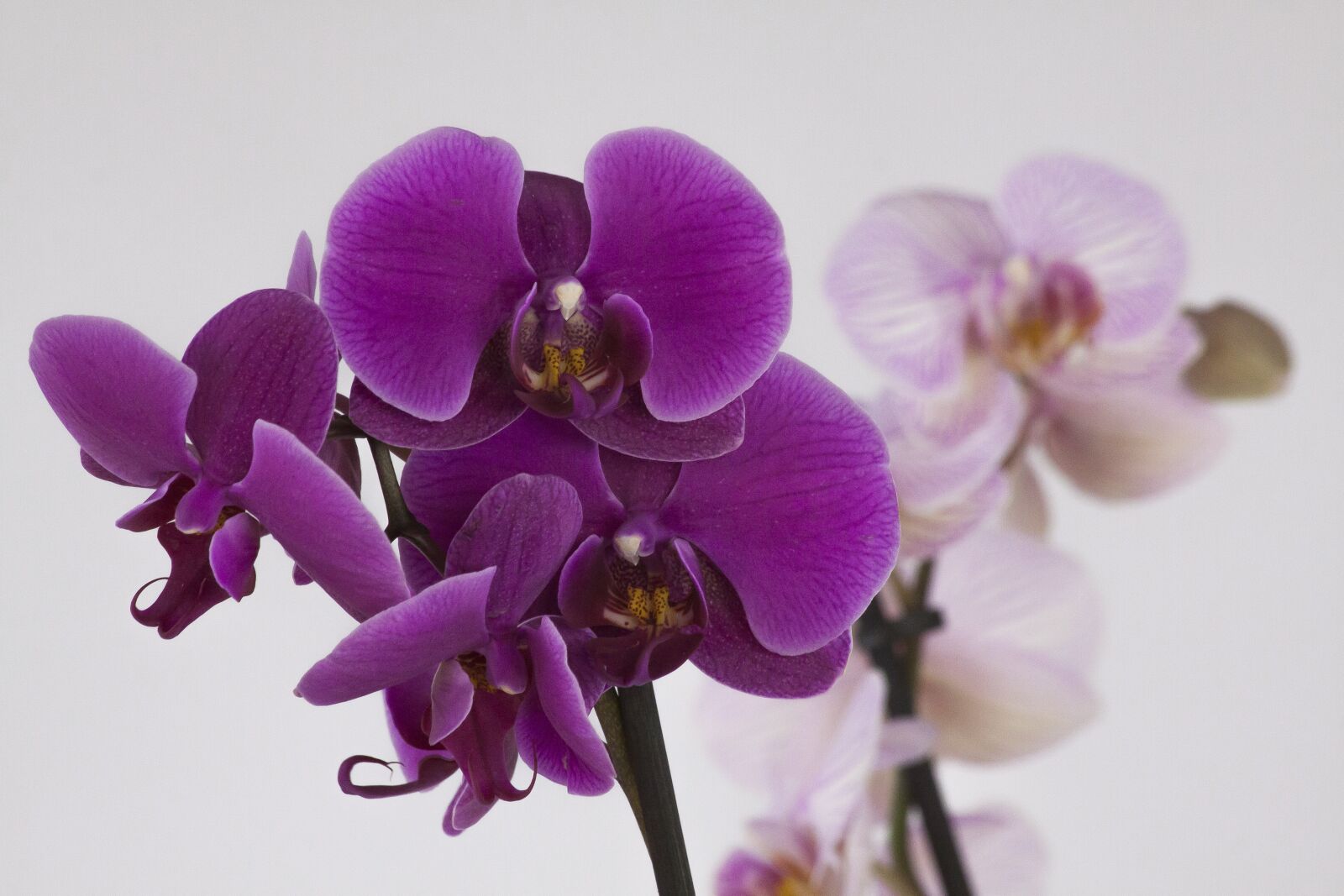 Canon EOS 50D sample photo. Orchid, phalaenopsis, blossom photography