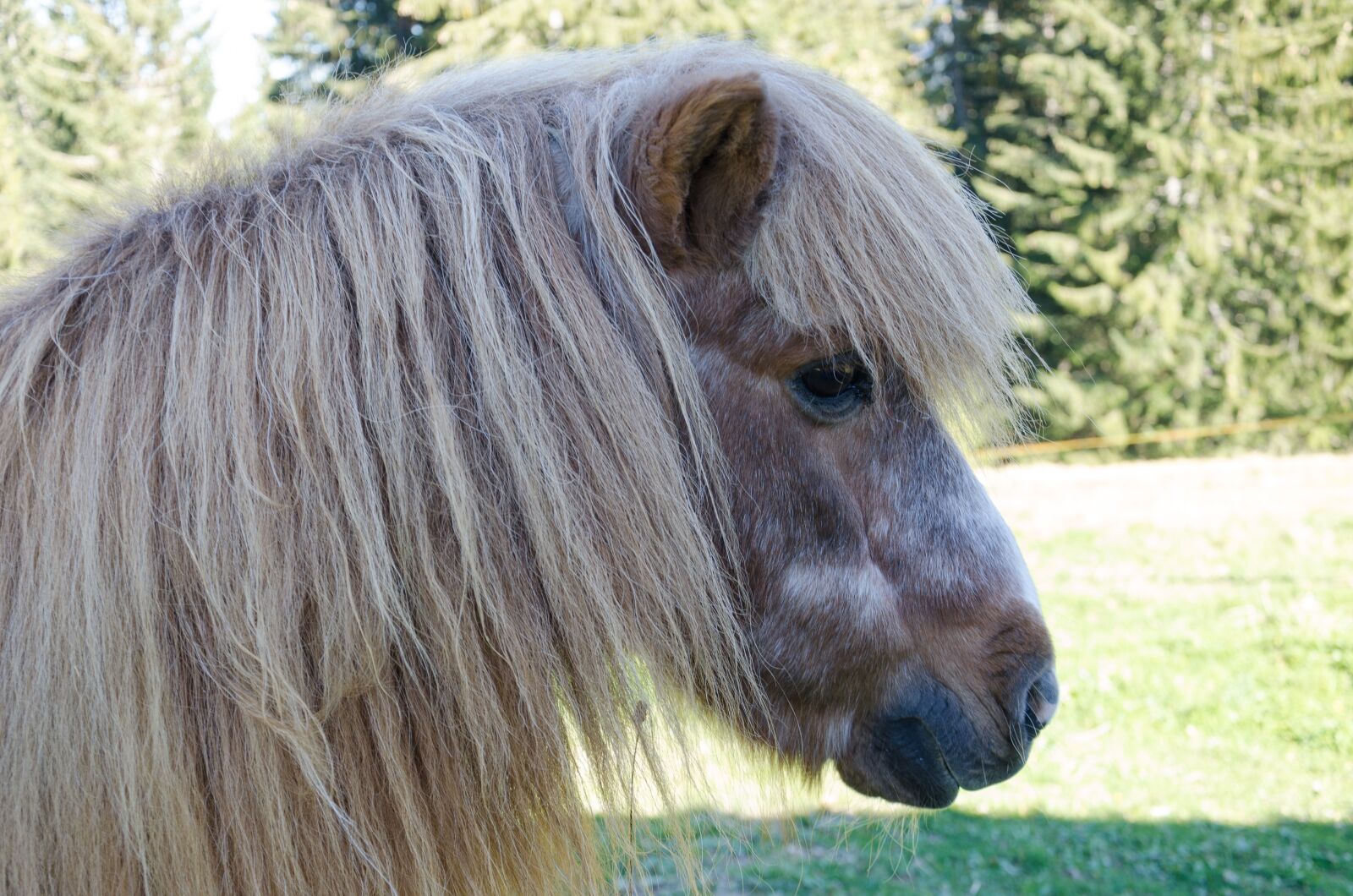 Nikon D5100 sample photo. Horse, head, forest photography