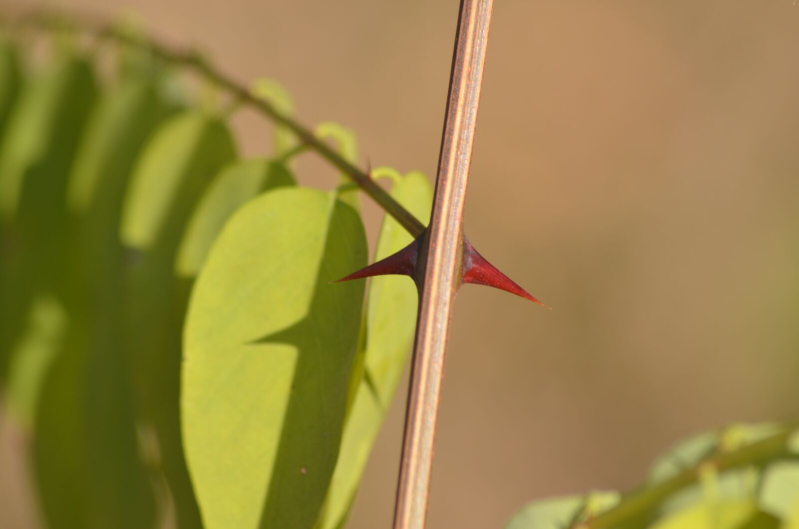 Nikon D5100 sample photo. Sting, leaf, tree photography