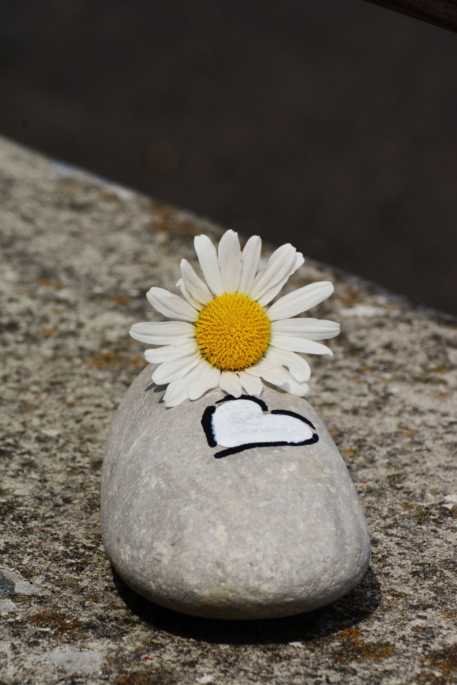 Nikon D5200 sample photo. Stone, marguerite, heart photography