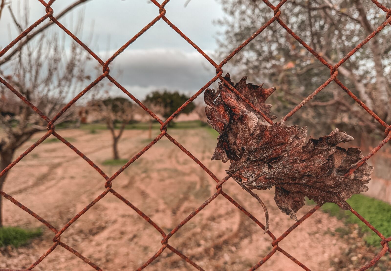 Xiaomi Mi A3 sample photo. Leaves, autumn, nature photography