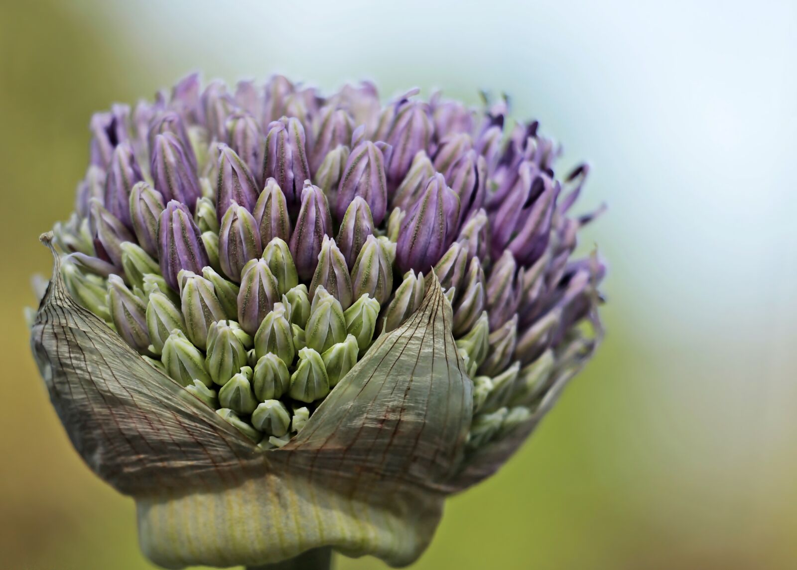 Canon EOS 100D (EOS Rebel SL1 / EOS Kiss X7) sample photo. Ornamental onion, allium, flower photography