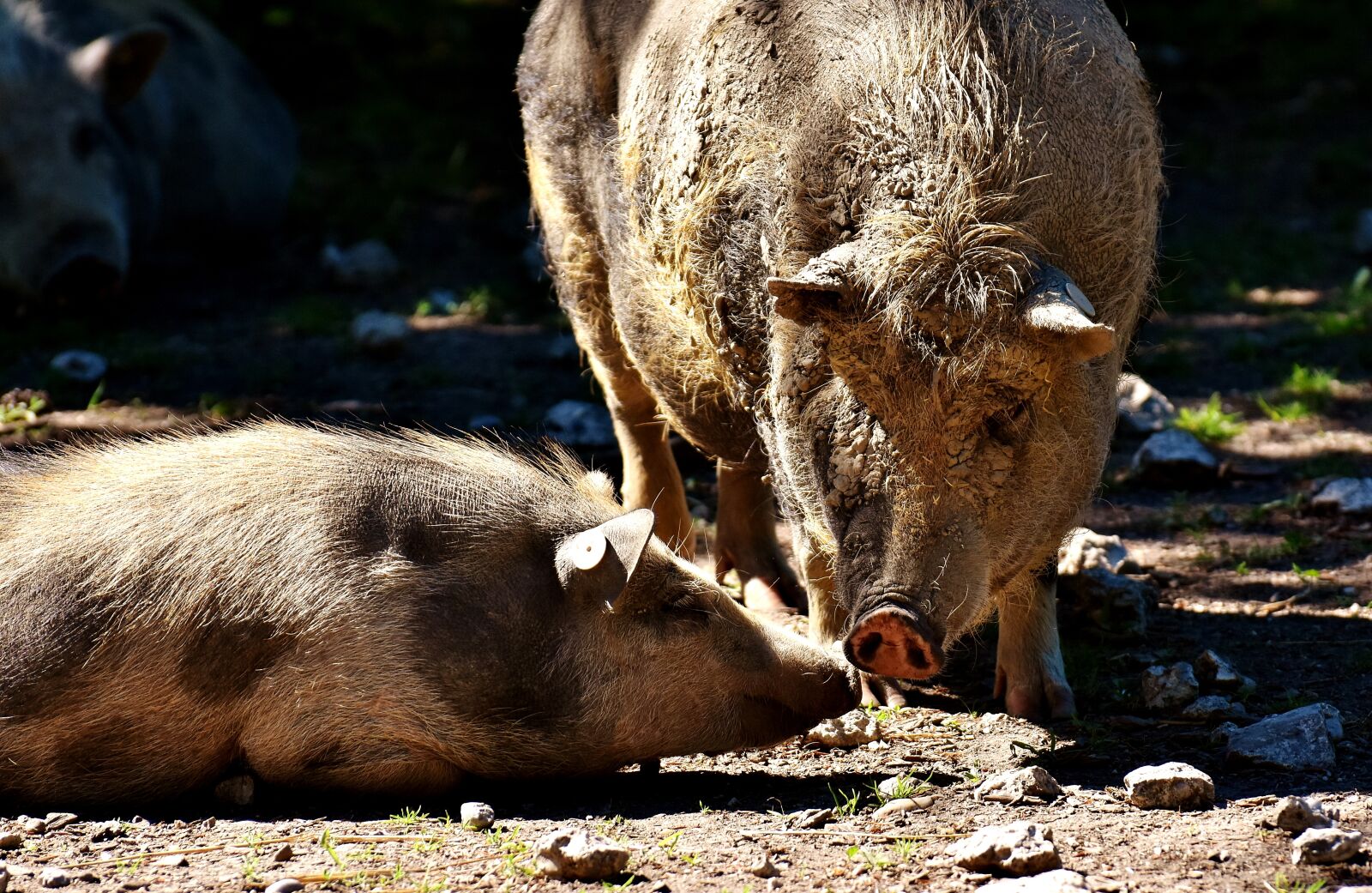 Nikon D7200 sample photo. Pigs, animals, cute photography