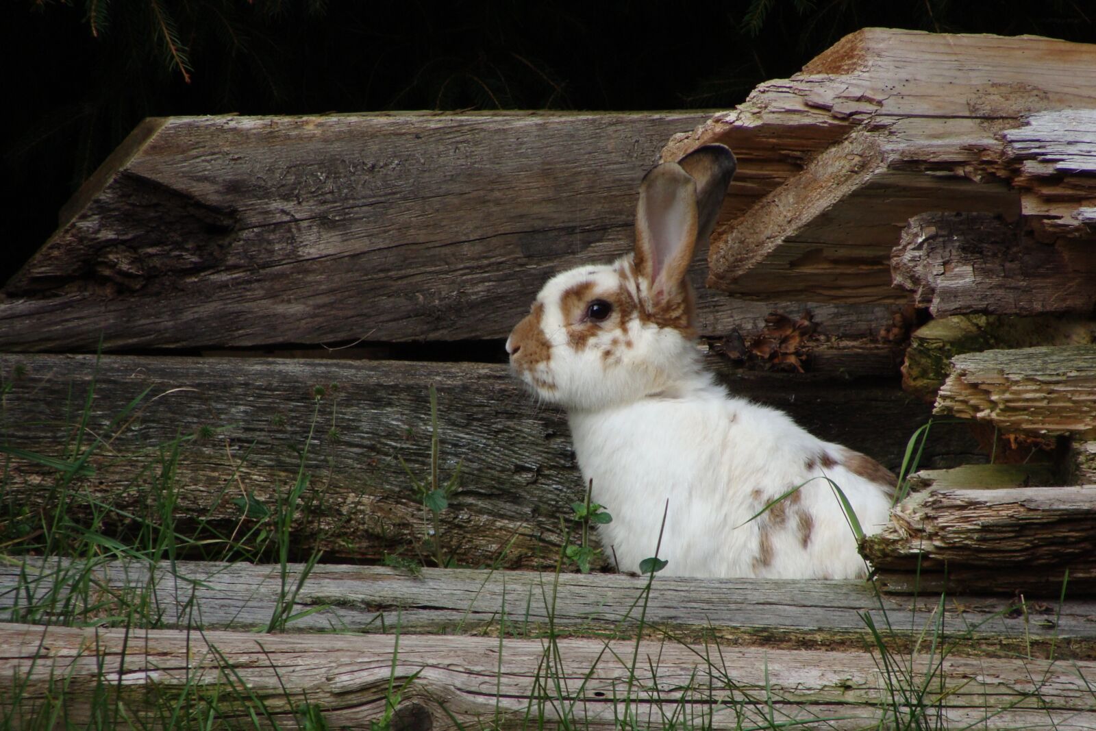 Sony DSC-H3 sample photo. Hare, cute, rabbit photography