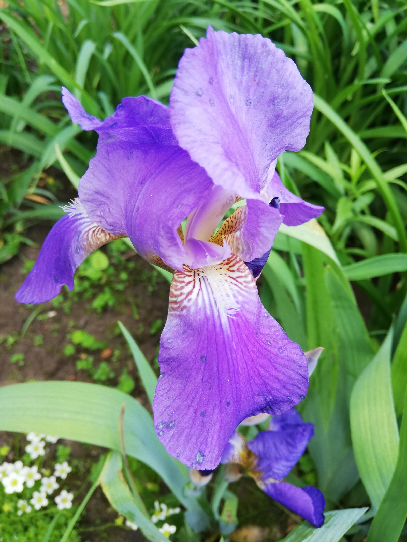 HUAWEI P20 lite sample photo. Iris, flower, day photography