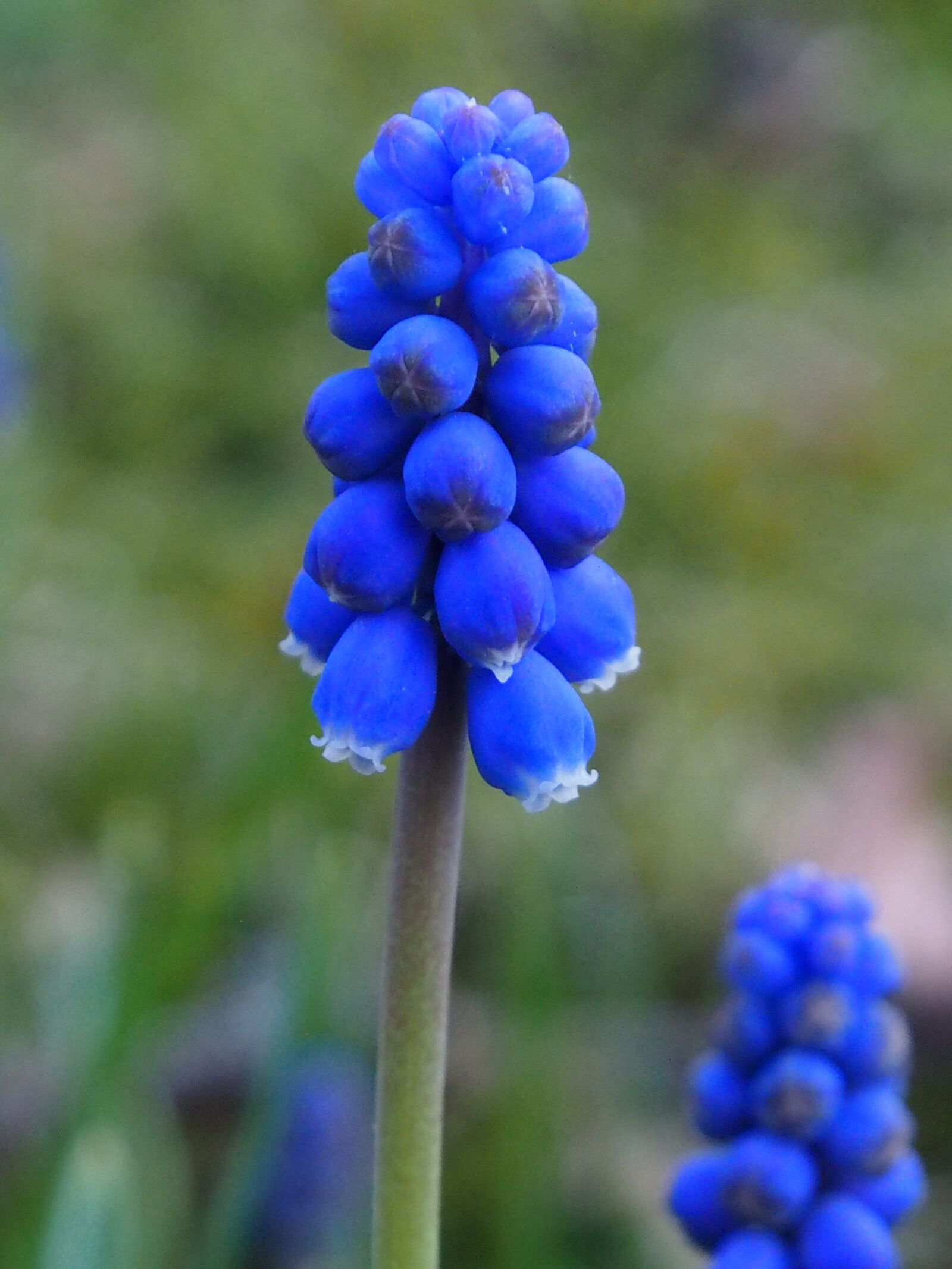 Olympus OM-D E-M5 sample photo. Grape flower, blue, garden photography