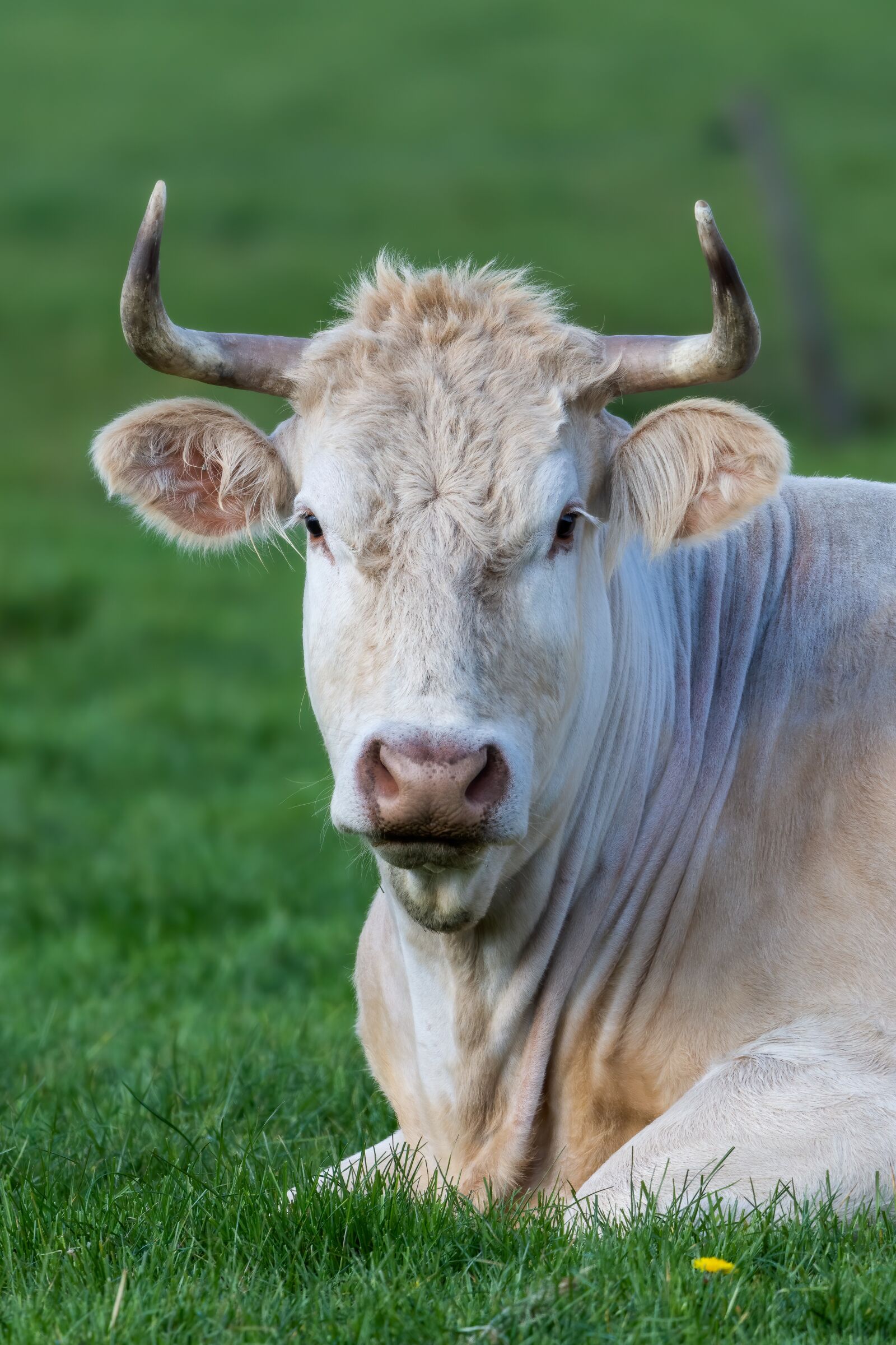 Nikon D7200 sample photo. Cow, grass, farm photography