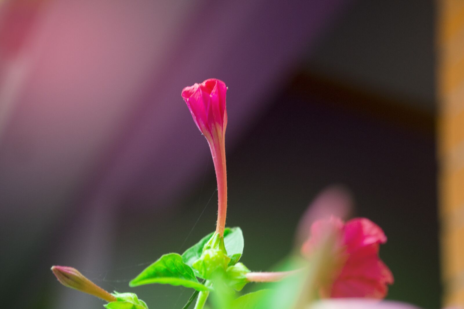 Nikon D3100 sample photo. Flower, rose, green photography