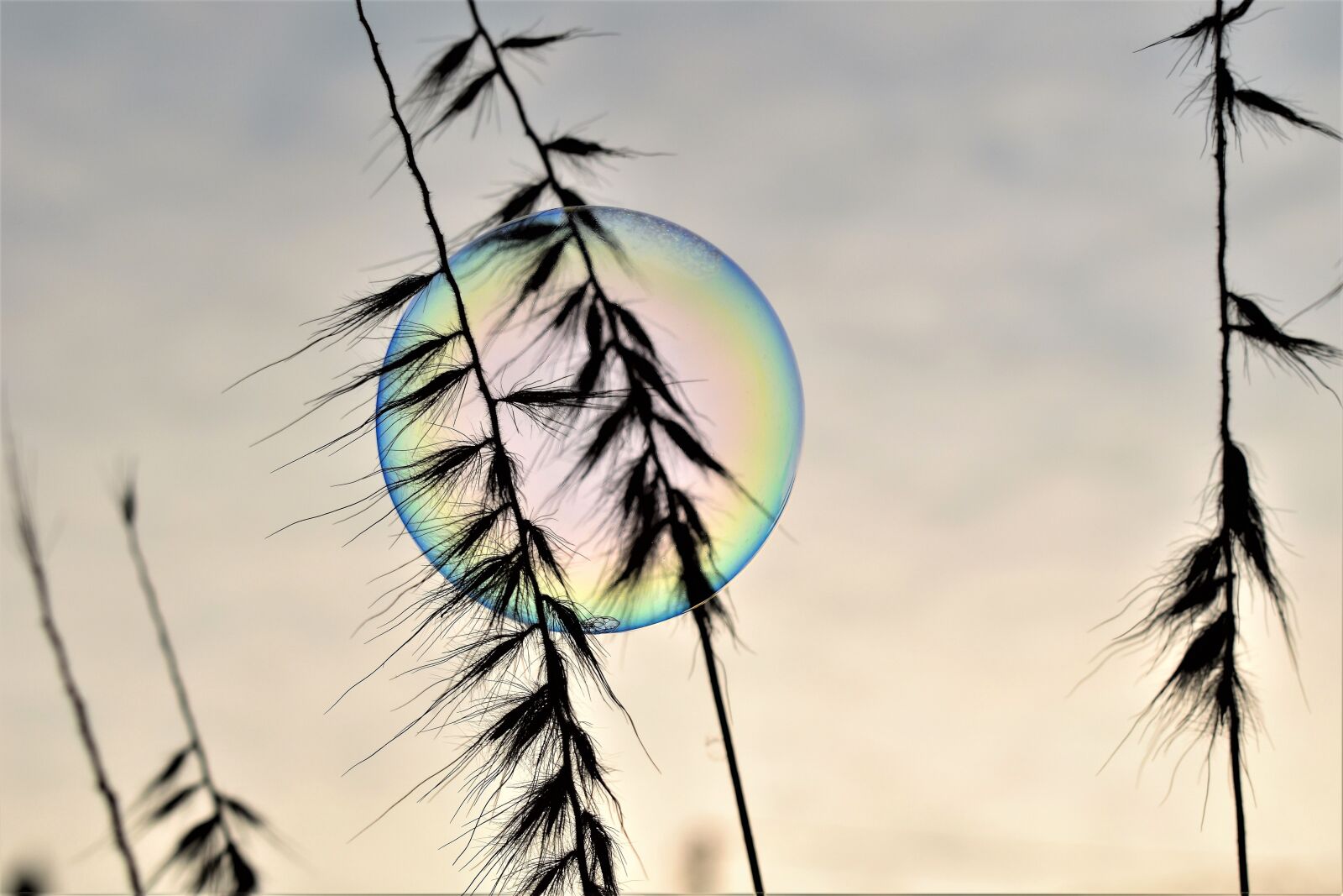 Nikon D5500 sample photo. Soap bubble, backlighting, mood photography