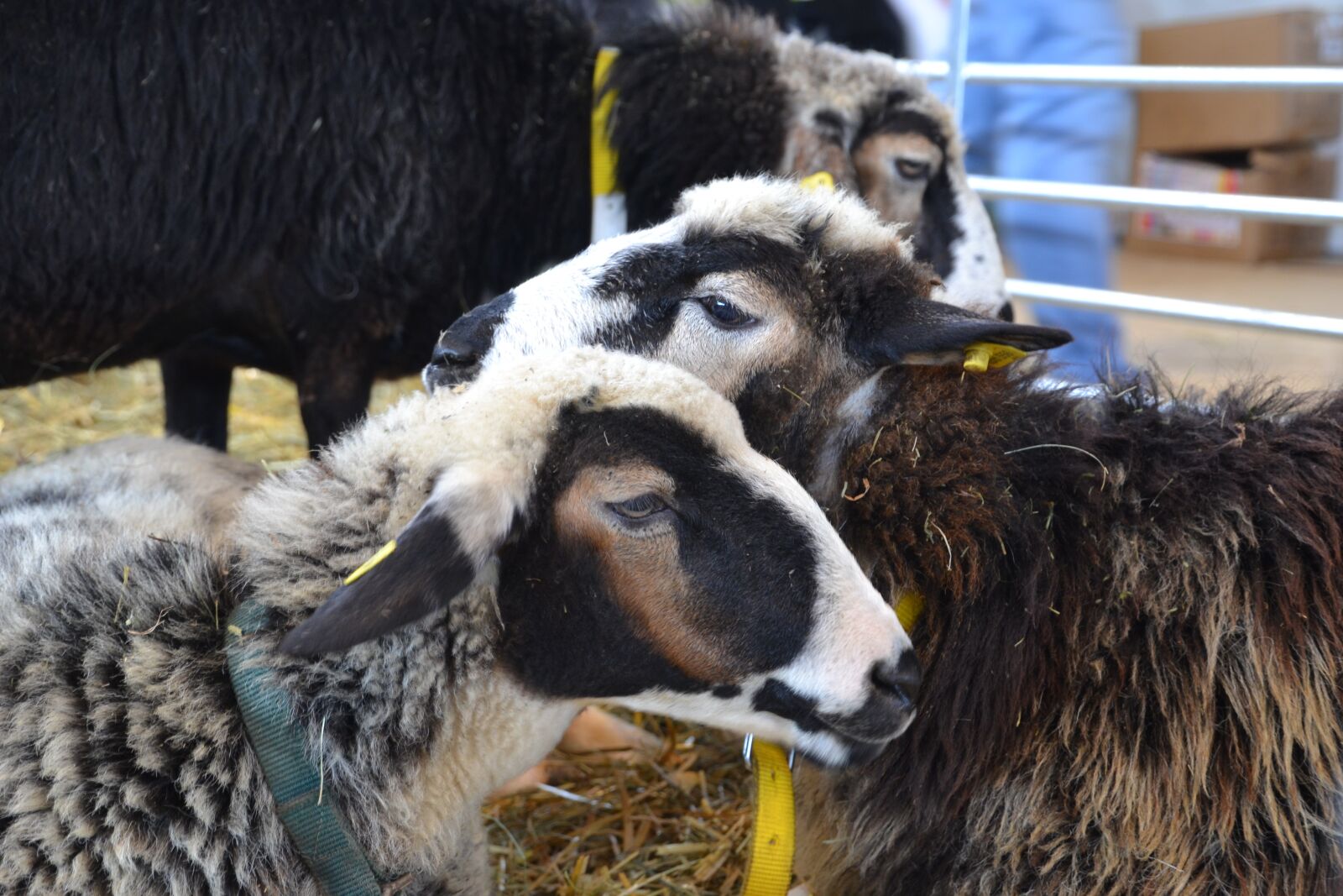 Nikon D3100 sample photo. Sheep, domestic sheep, animals photography
