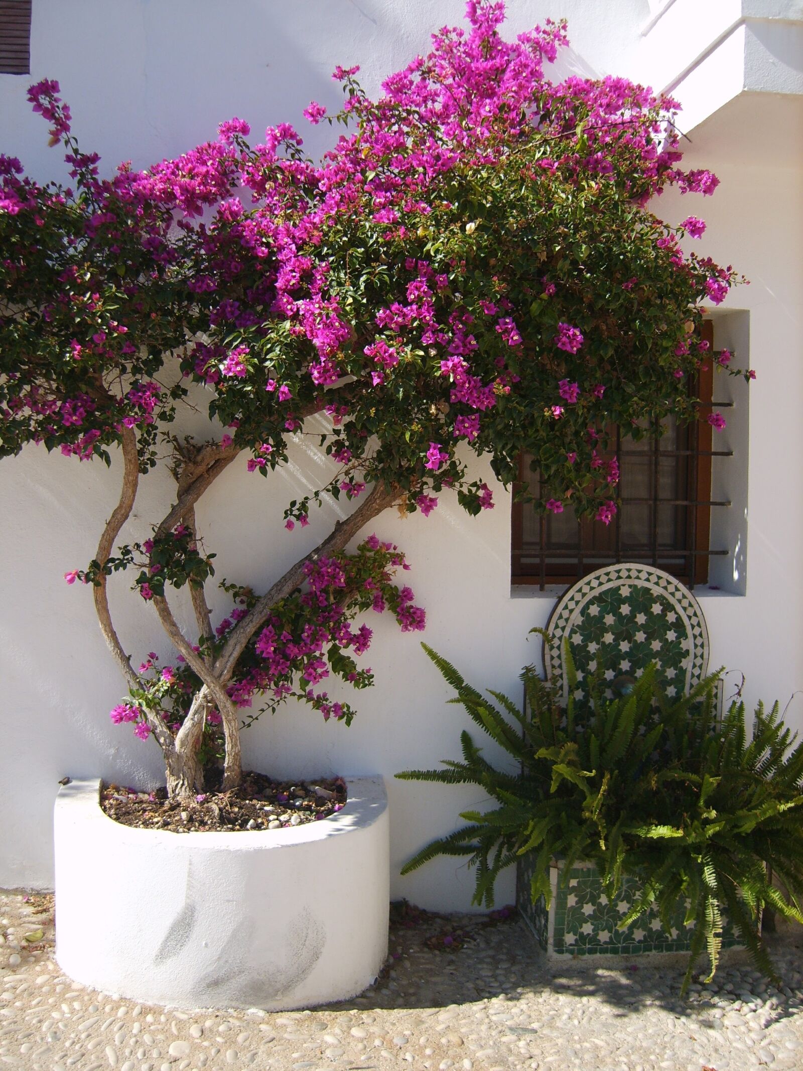 Samsung Digimax S830 / Kenox S830 sample photo. Altea, tree, street photography