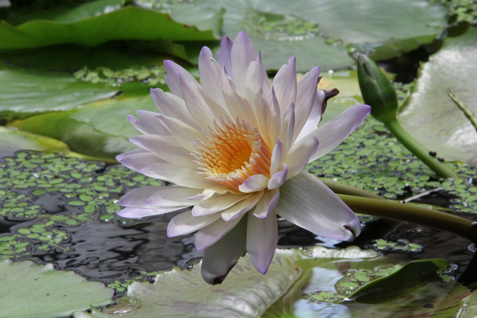 Canon EF-S 18-135mm F3.5-5.6 IS sample photo. Plant, flowers, lotus photography