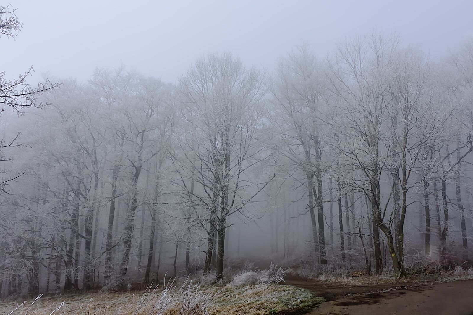 Canon EOS 450D (EOS Rebel XSi / EOS Kiss X2) + Canon EF-S 18-55mm F3.5-5.6 IS sample photo. Winter, fog, forest photography