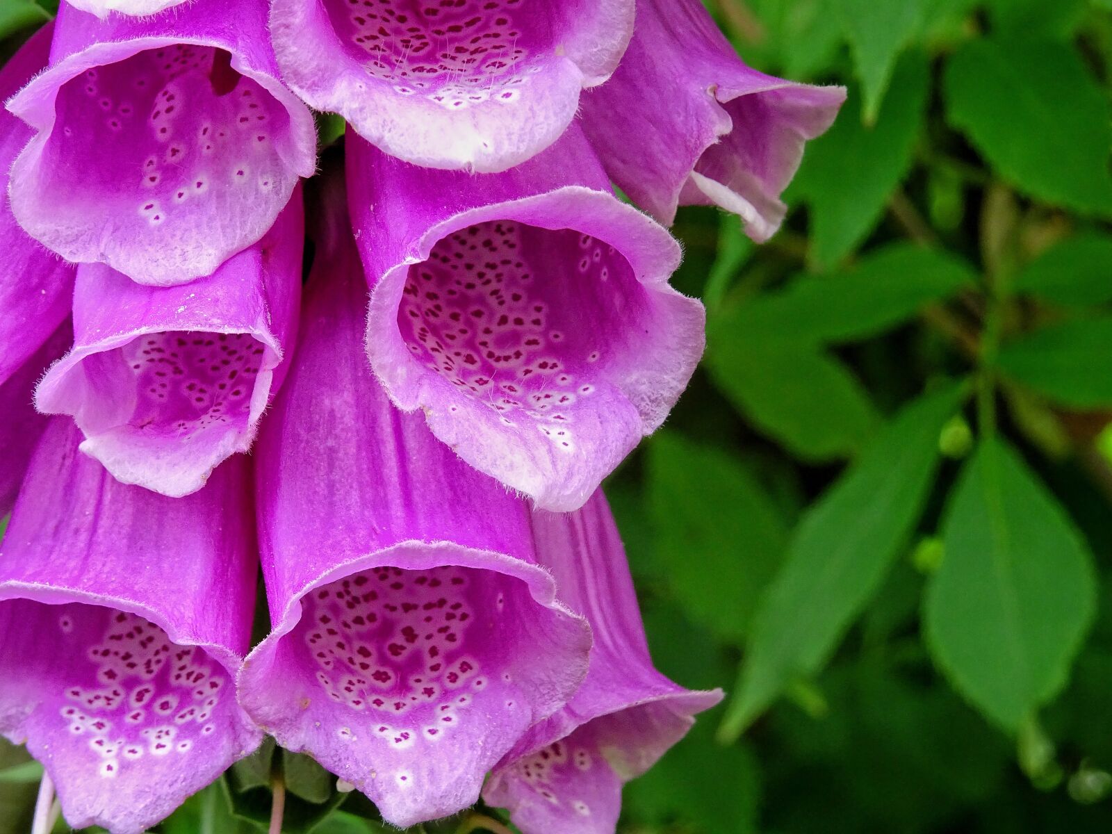 Sony DSC-HX60 sample photo. Common foxglove, digitalis purpurea photography