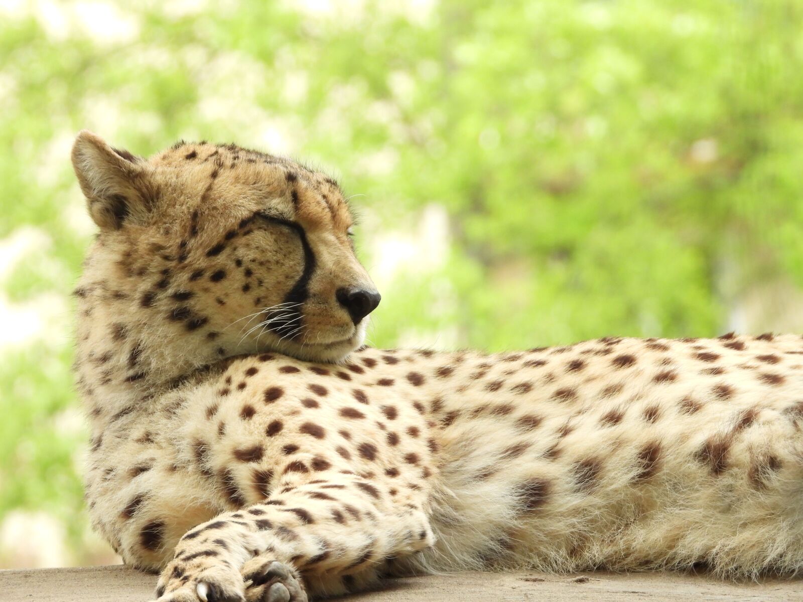 Nikon Coolpix P1000 sample photo. Big cat, zoo, predator photography